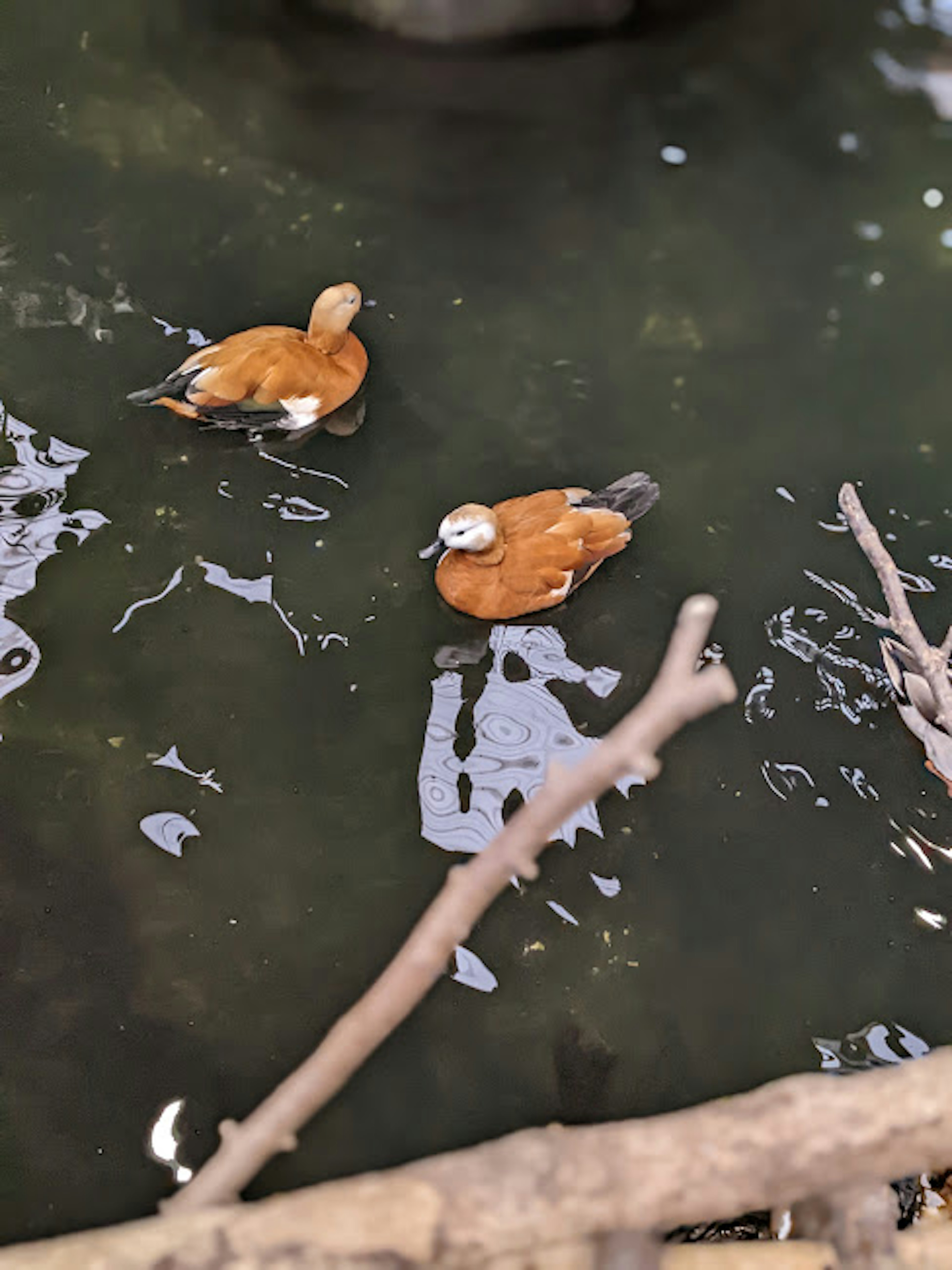 Dos patos marrones flotando en el agua con reflejos