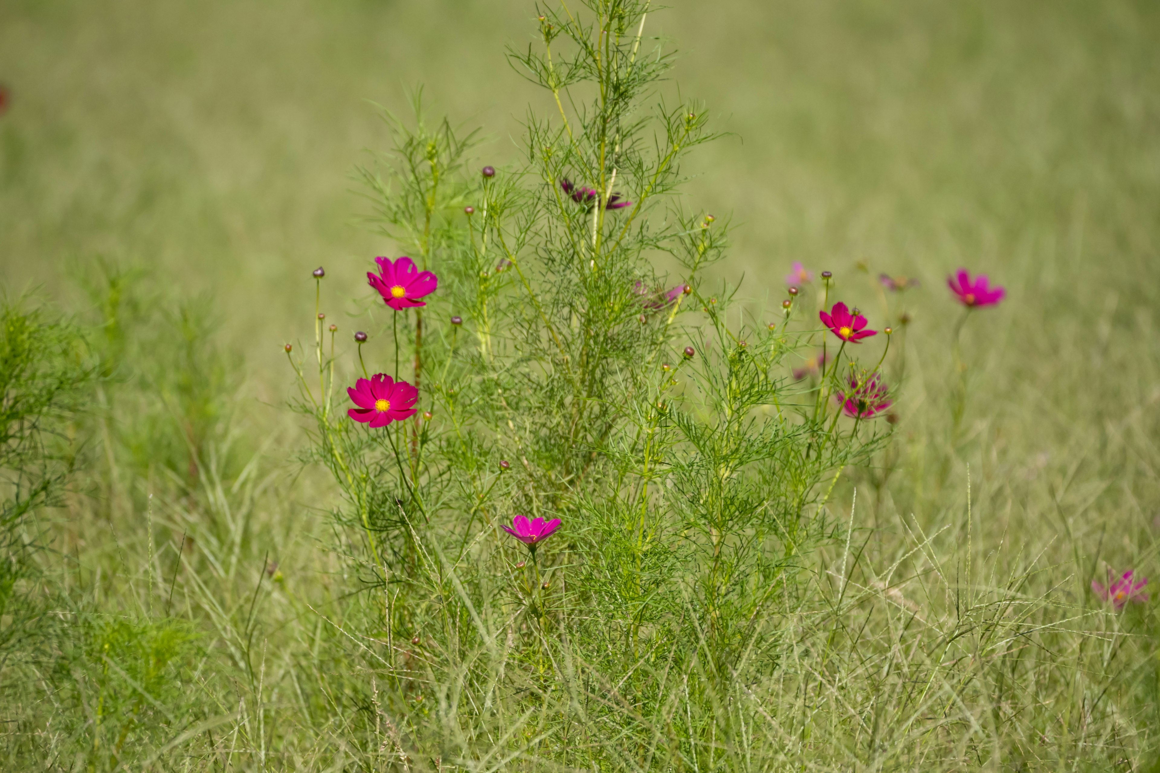 緑の草原に咲く鮮やかなピンクの花々の群れ