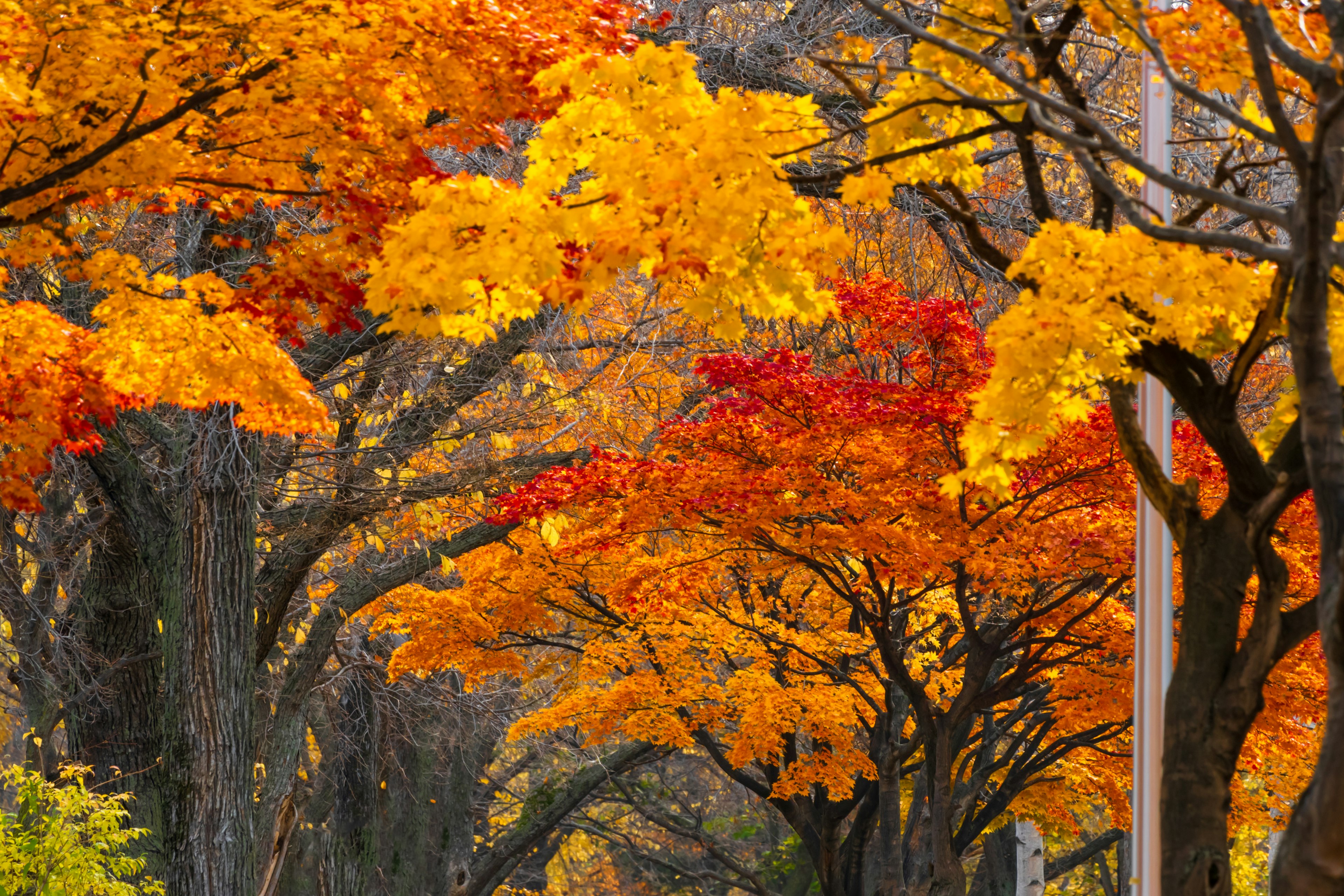 Eine von Bäumen gesäumte Straße voller Herbstfarben