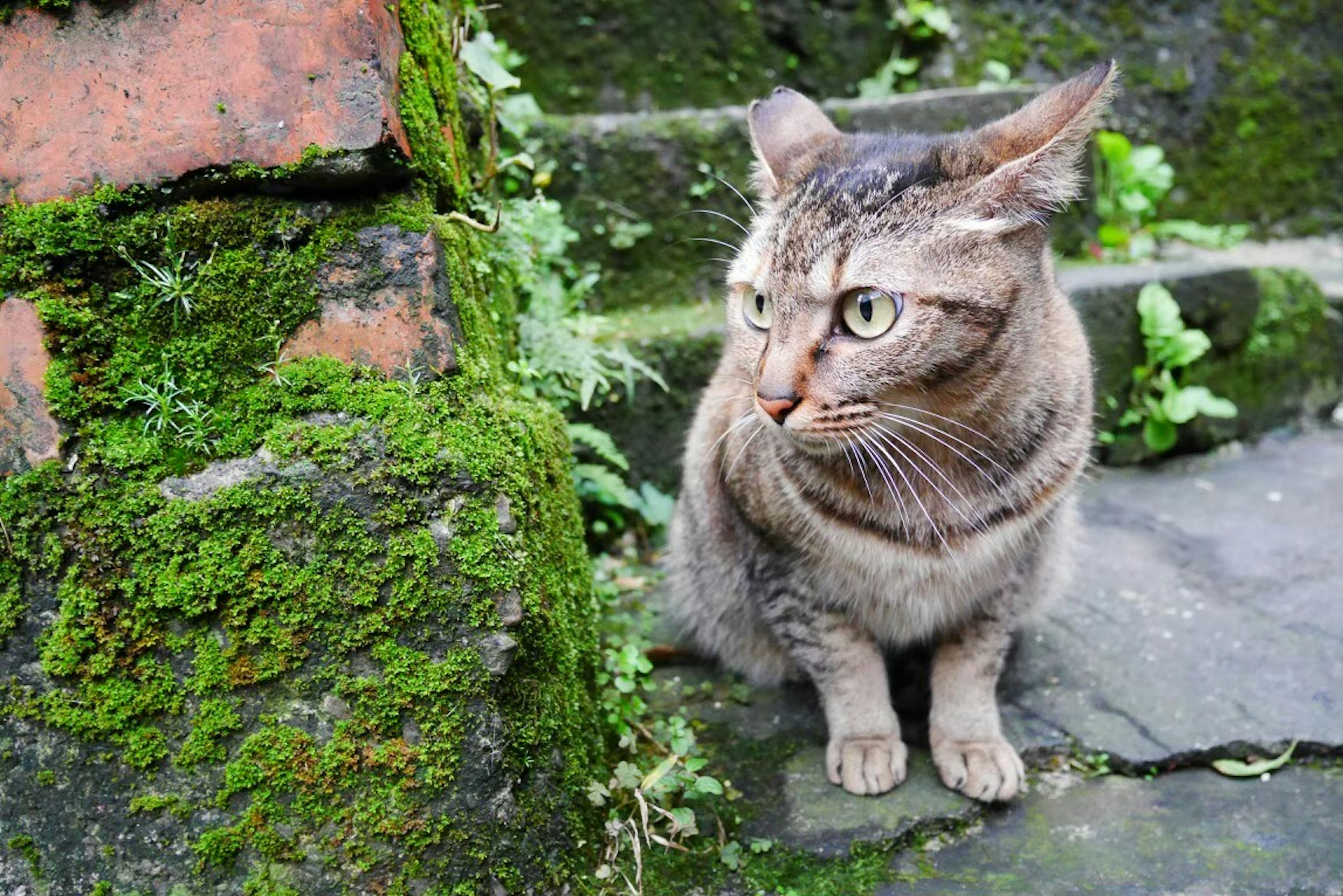 Kucing abu-abu duduk di samping tangga batu yang ditutupi lumut