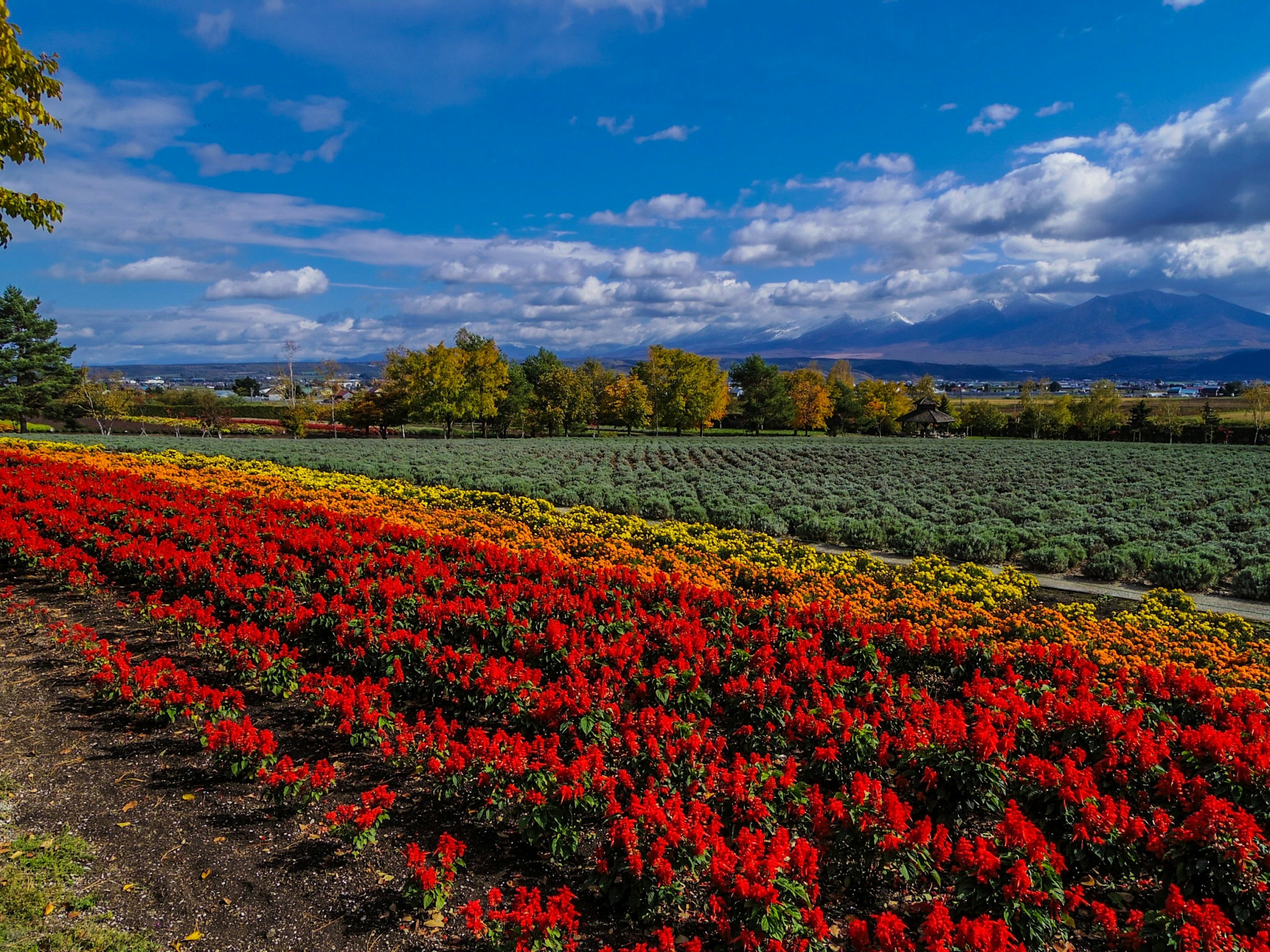 Champs de fleurs vibrants avec des teintes rouges, jaunes et vertes sous un ciel bleu