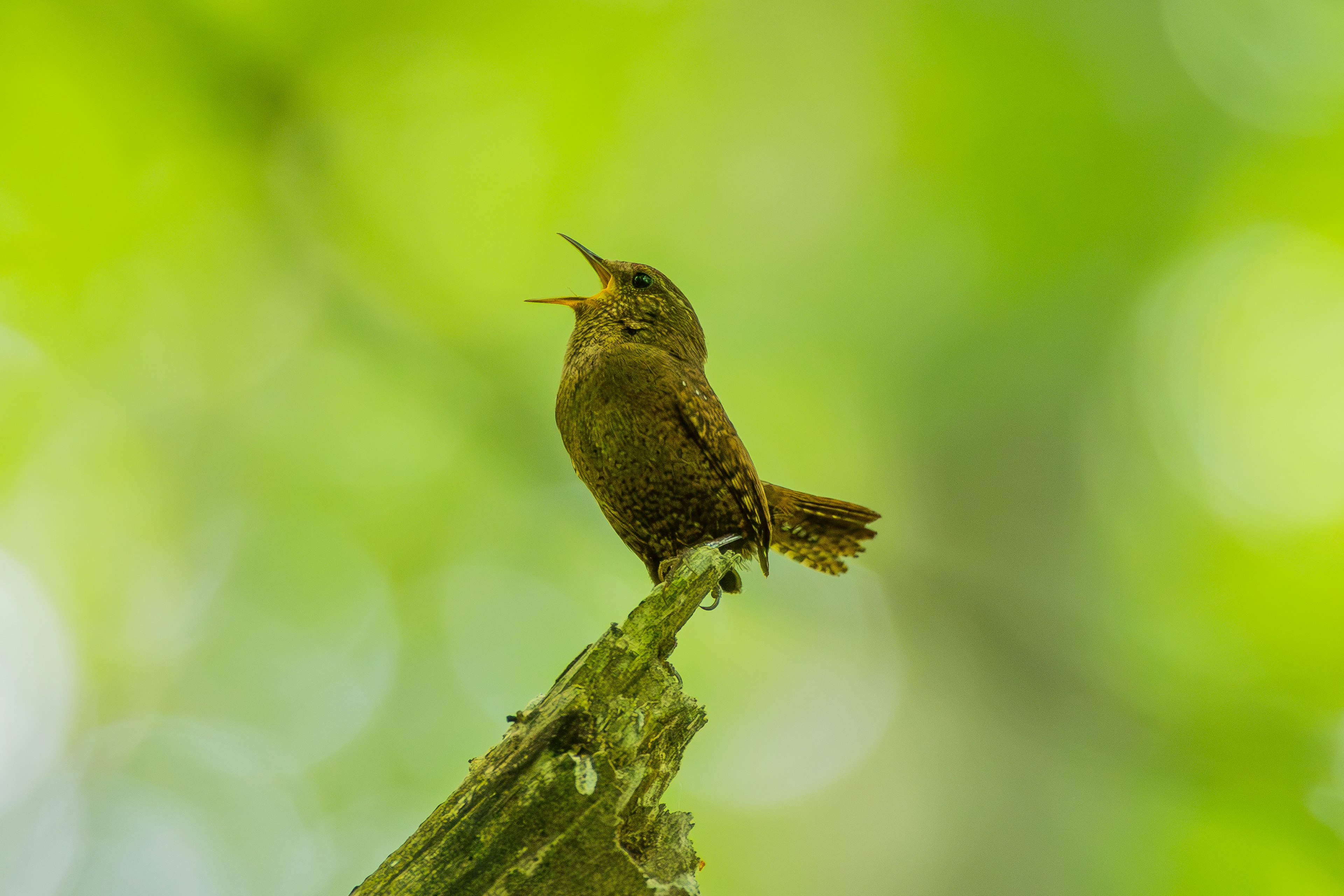 Seekor burung kecil bernyanyi di atas cabang dengan latar belakang hijau