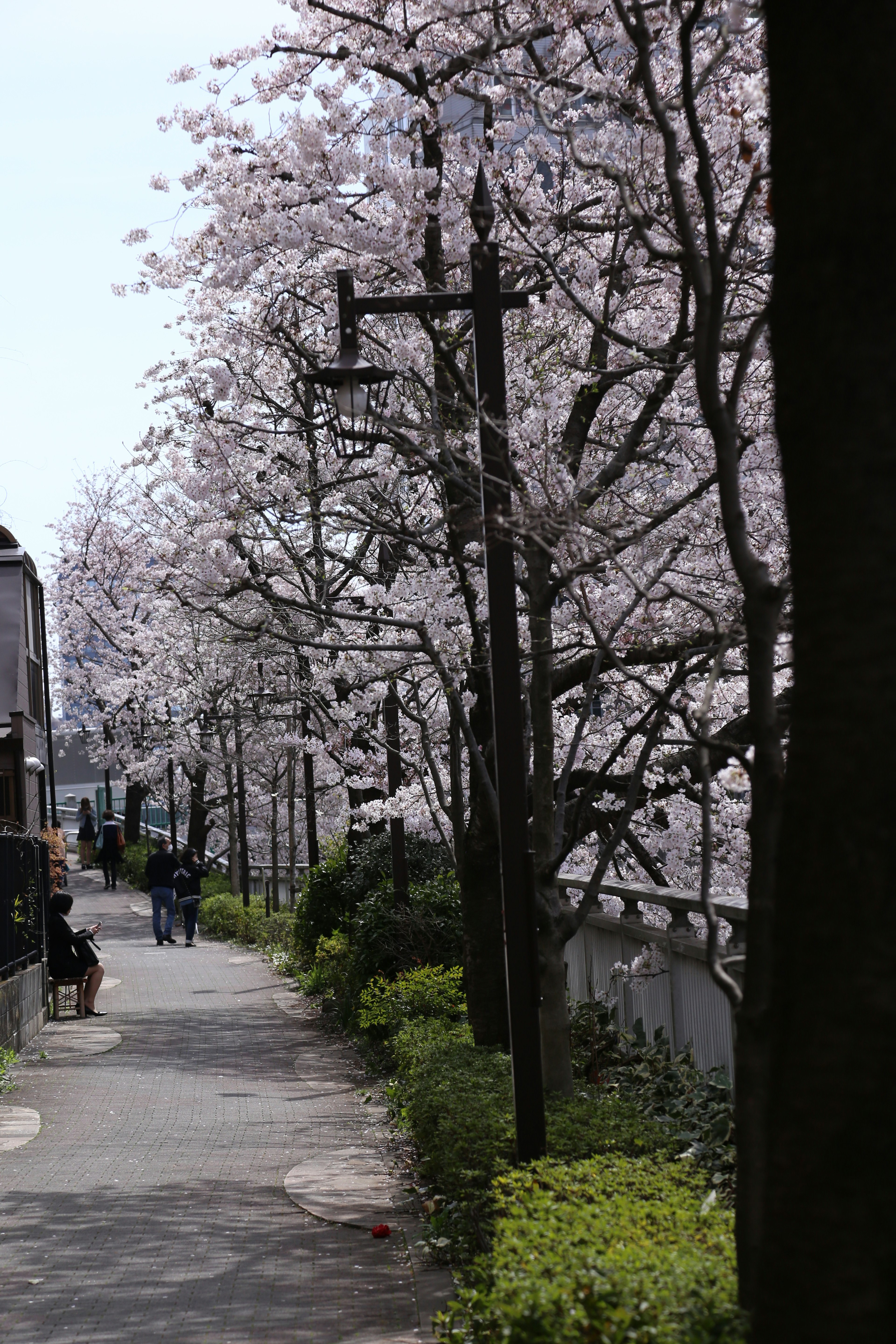 A peaceful path lined with cherry blossom trees