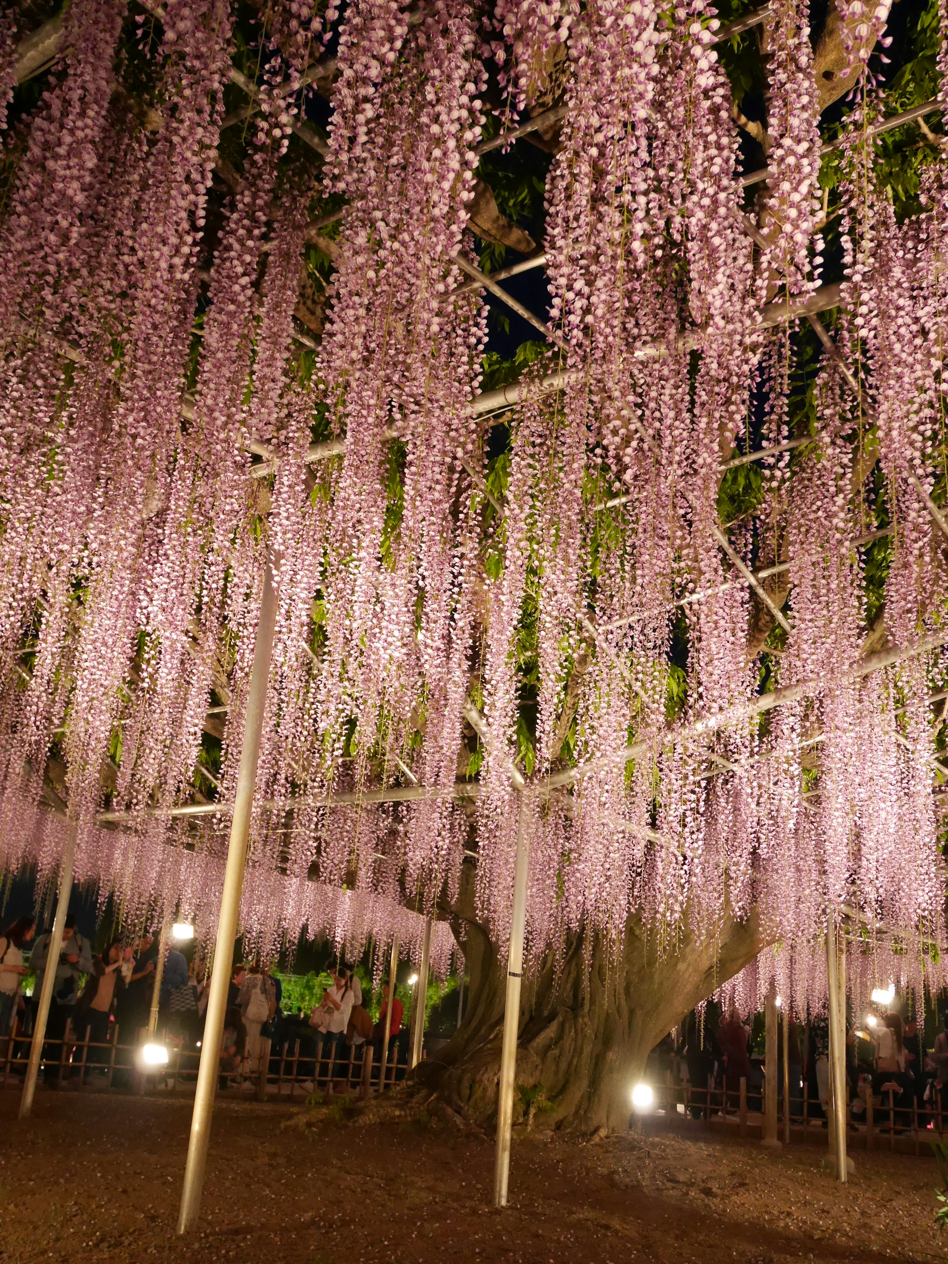 Una escena mágica de flores de glicina que caen de un árbol