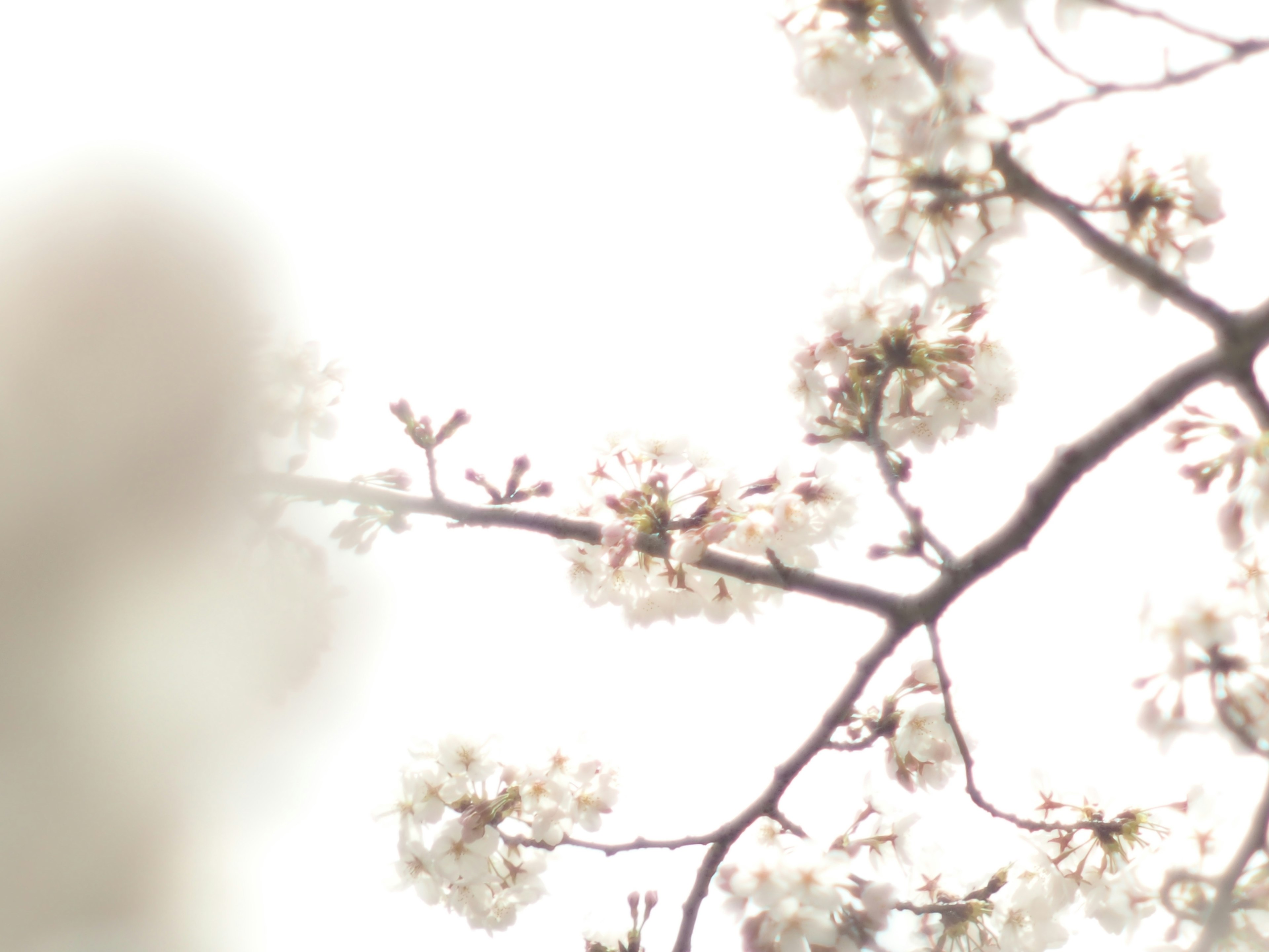 Blurred image of a branch with white blossoms