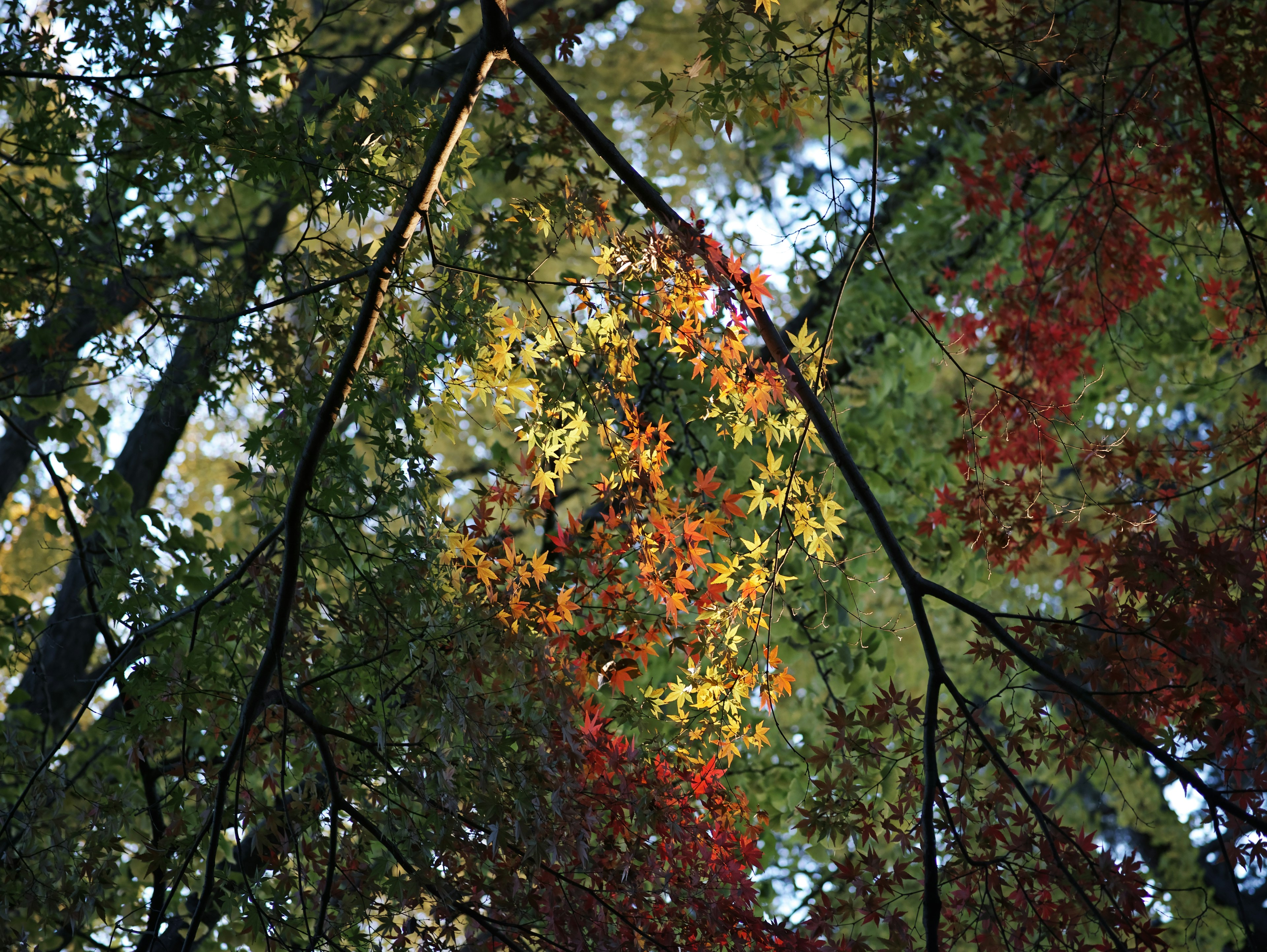 Vista della foresta con foglie autunnali colorate