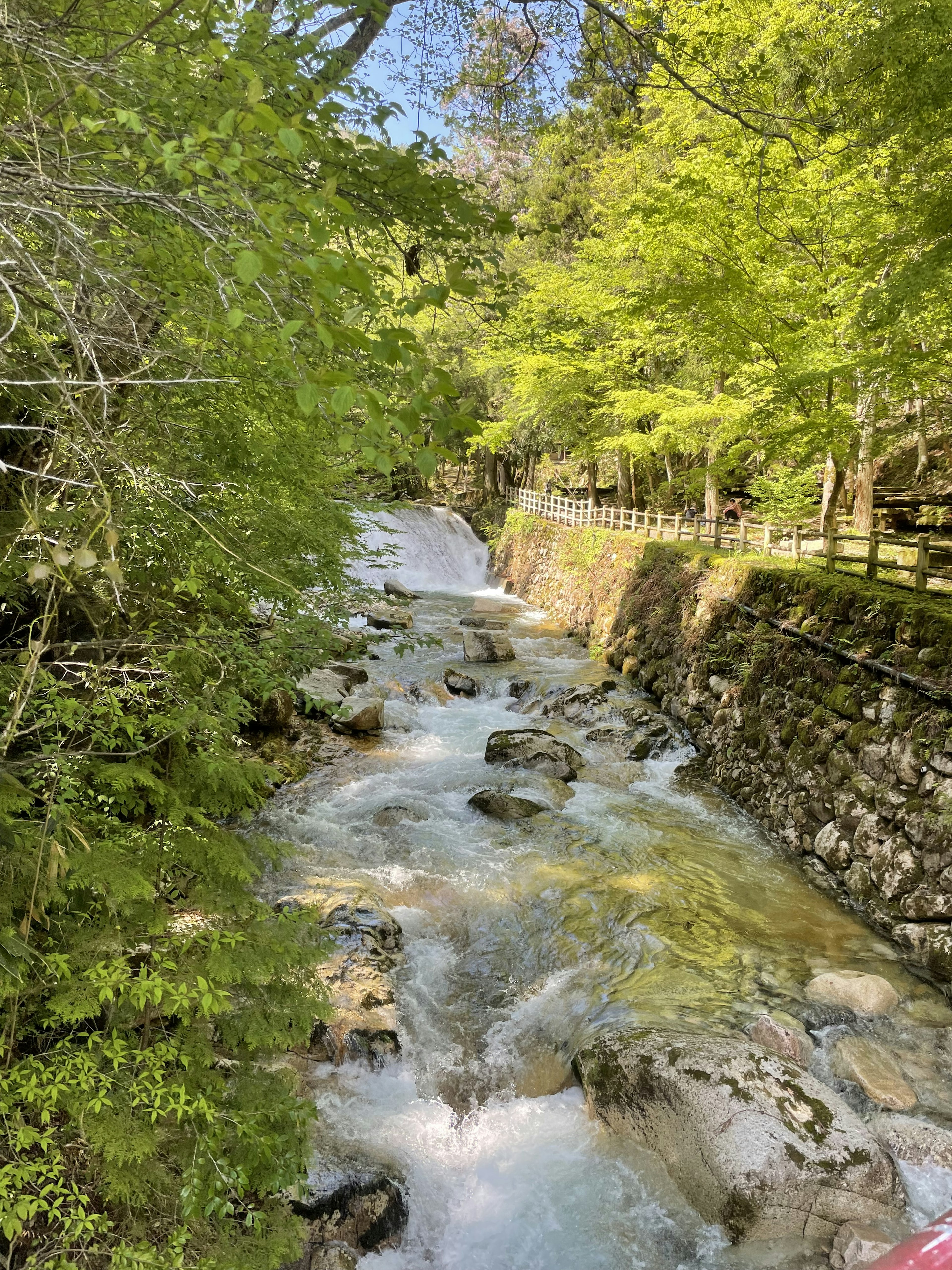 Ein ruhiger Bach umgeben von üppigem grünem Laub mit sichtbaren Steinen und fließendem Wasser