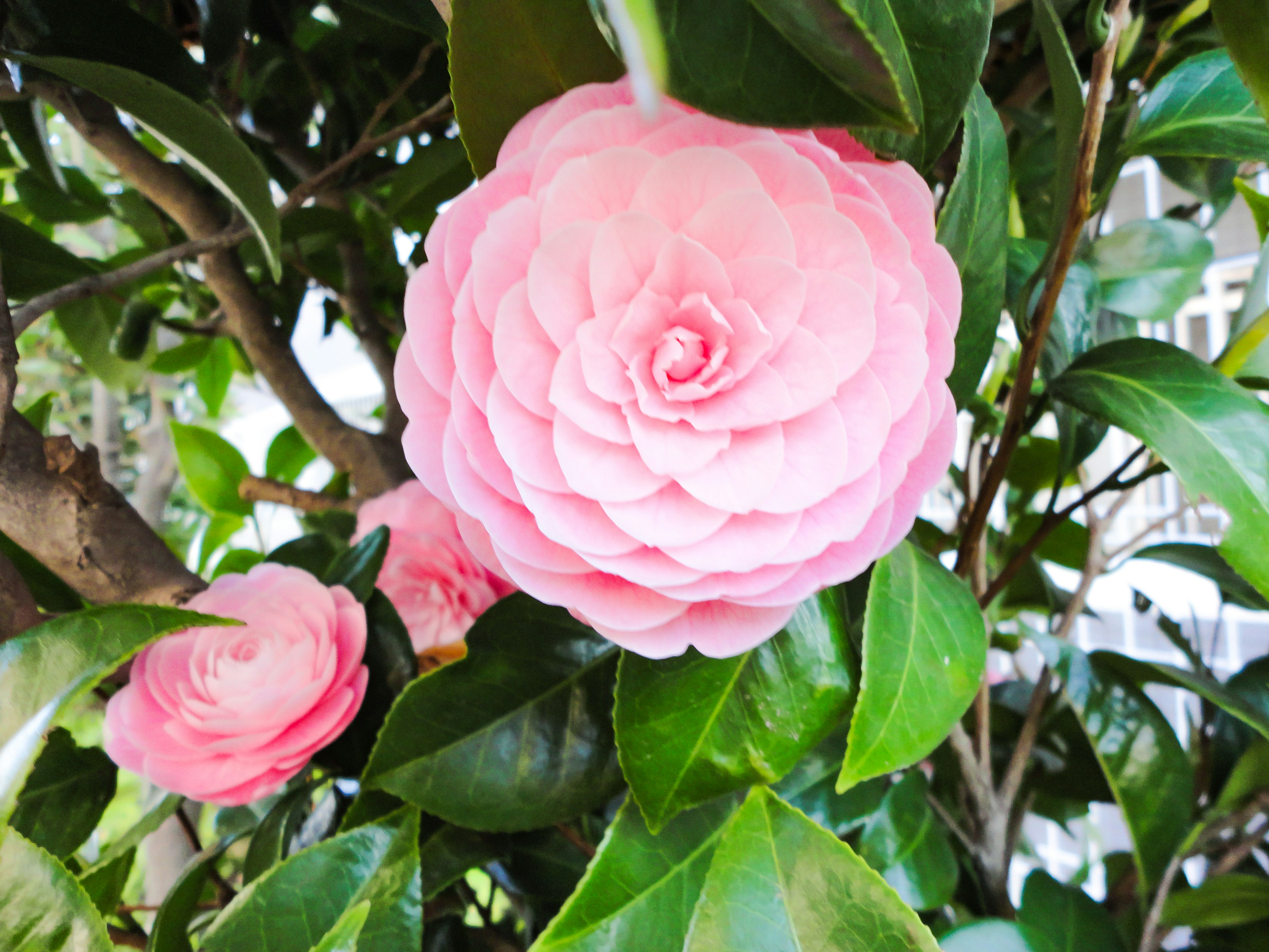 Pink camellia flowers blooming among green leaves