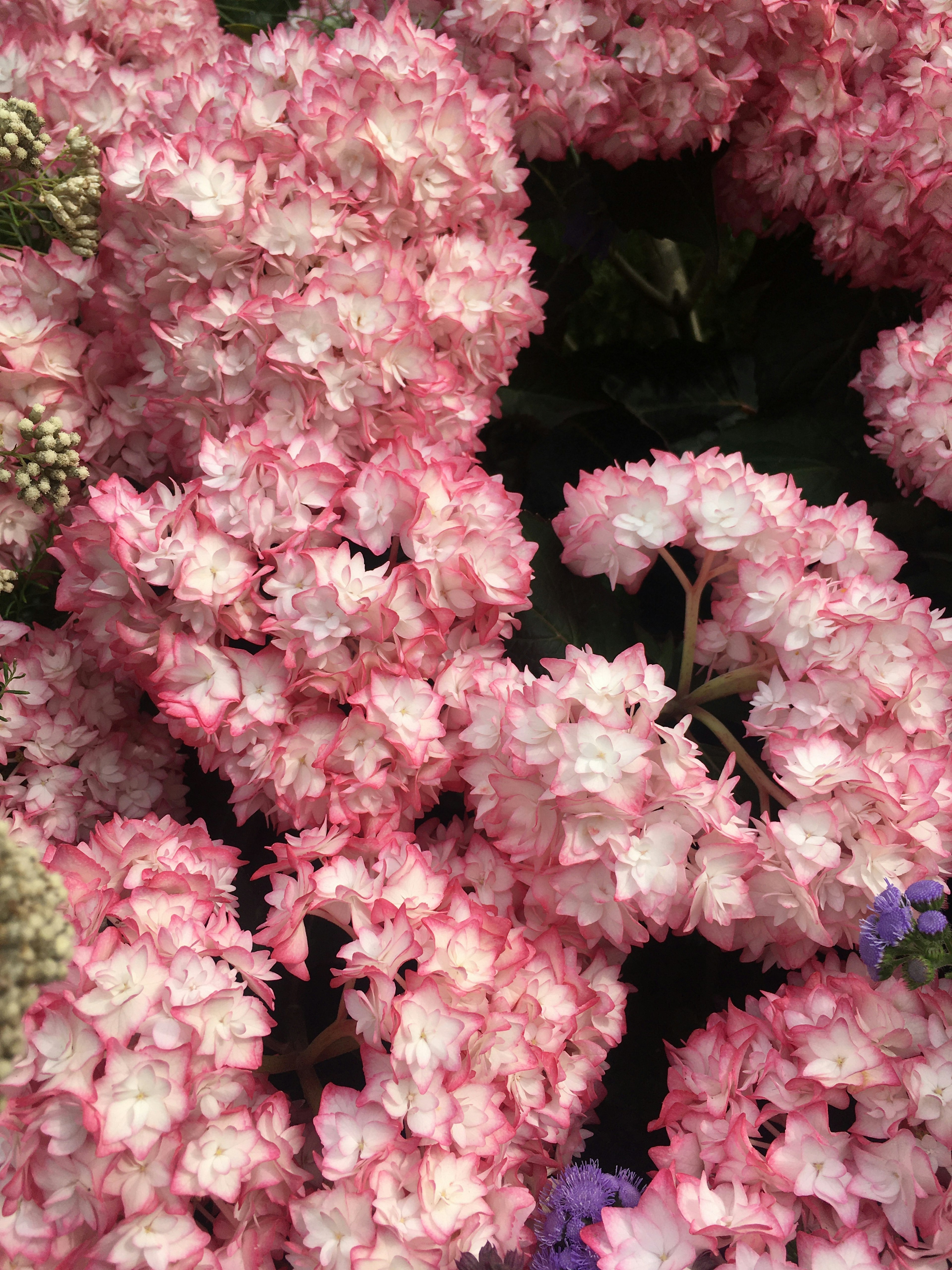 Une belle image de grappes denses de fleurs roses