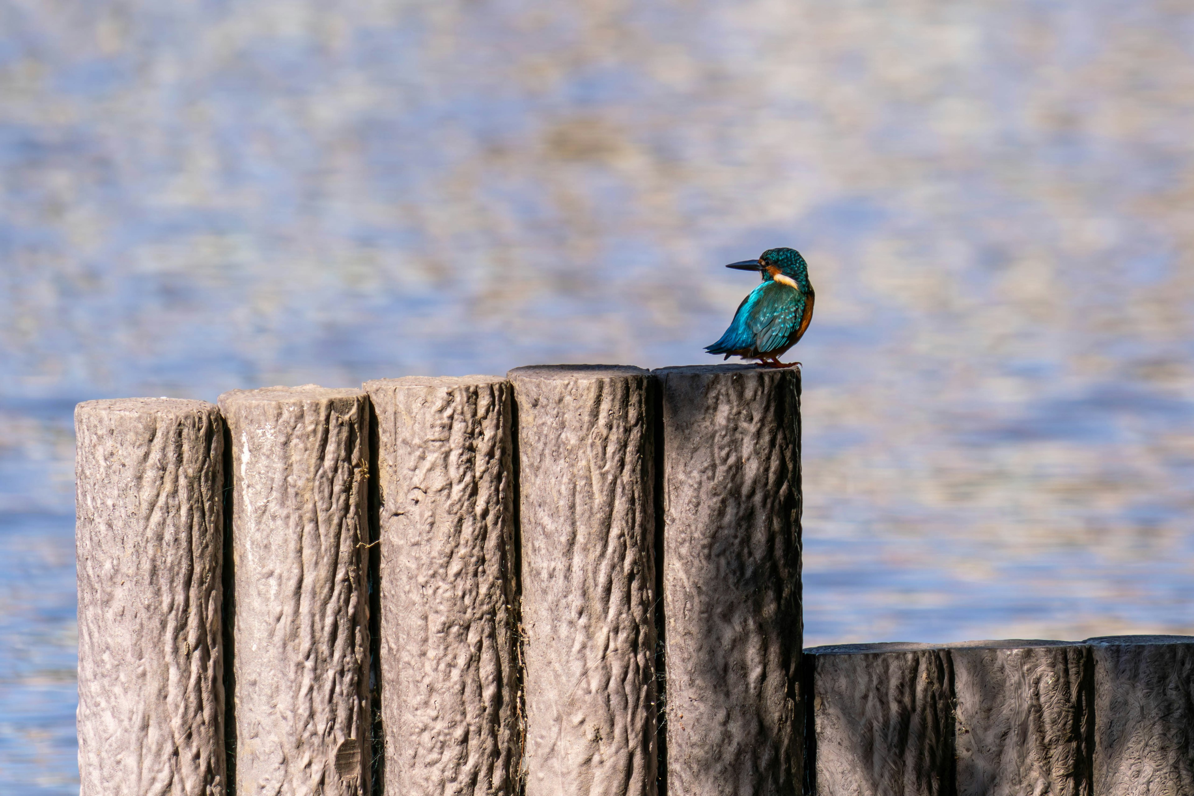 Un pájaro azul posado en un poste de madera junto al agua