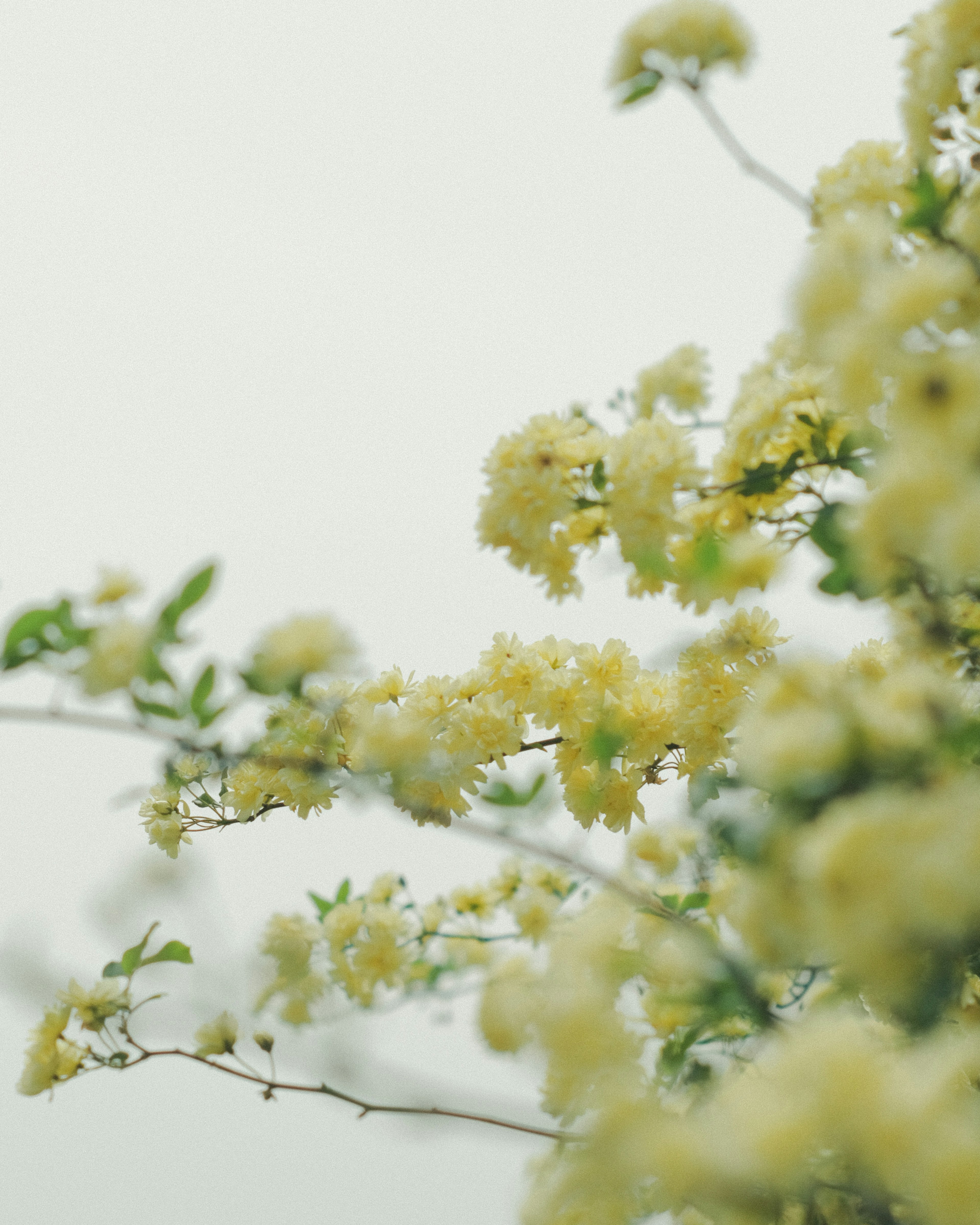 Nahaufnahme von gelben Blumen an einem Zweig mit weichem Hintergrund