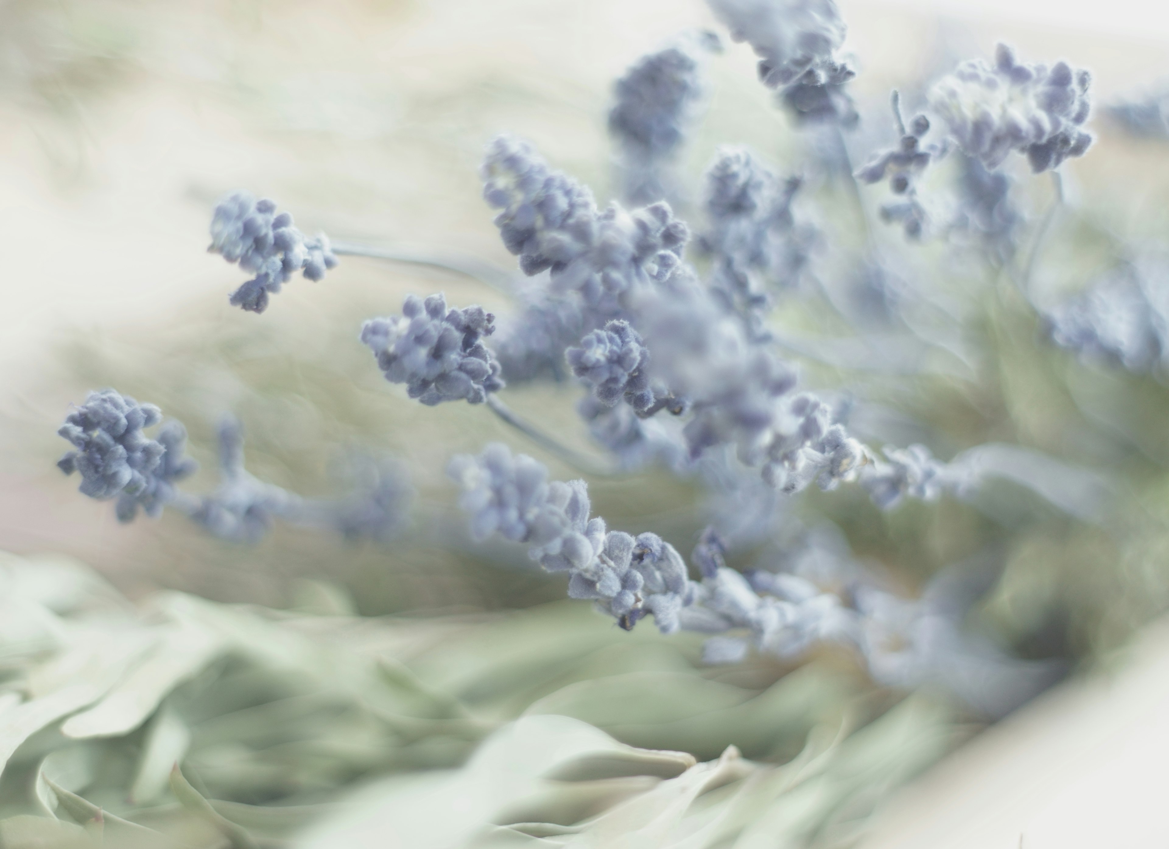 Flores de lavanda delicadas en desenfoque suave sobre un fondo atenuado