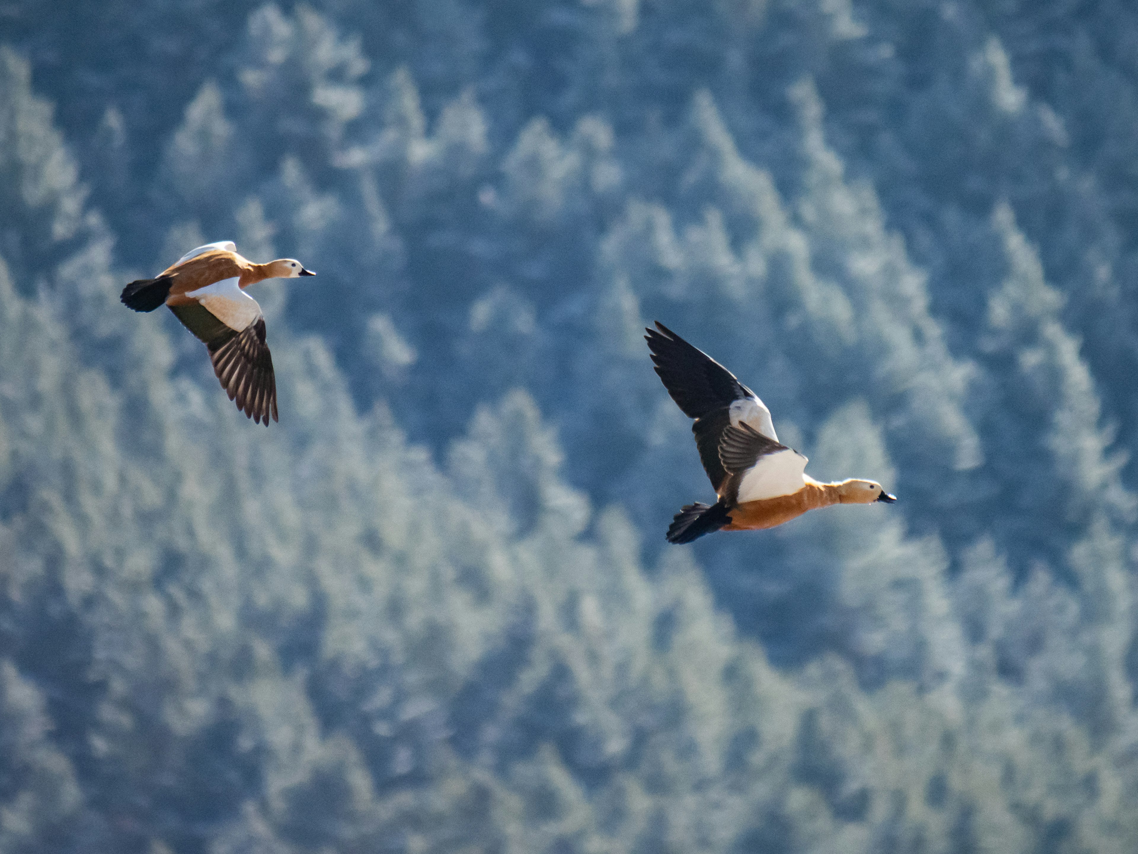 Zwei Vögel fliegen vor einem blauen Berghintergrund