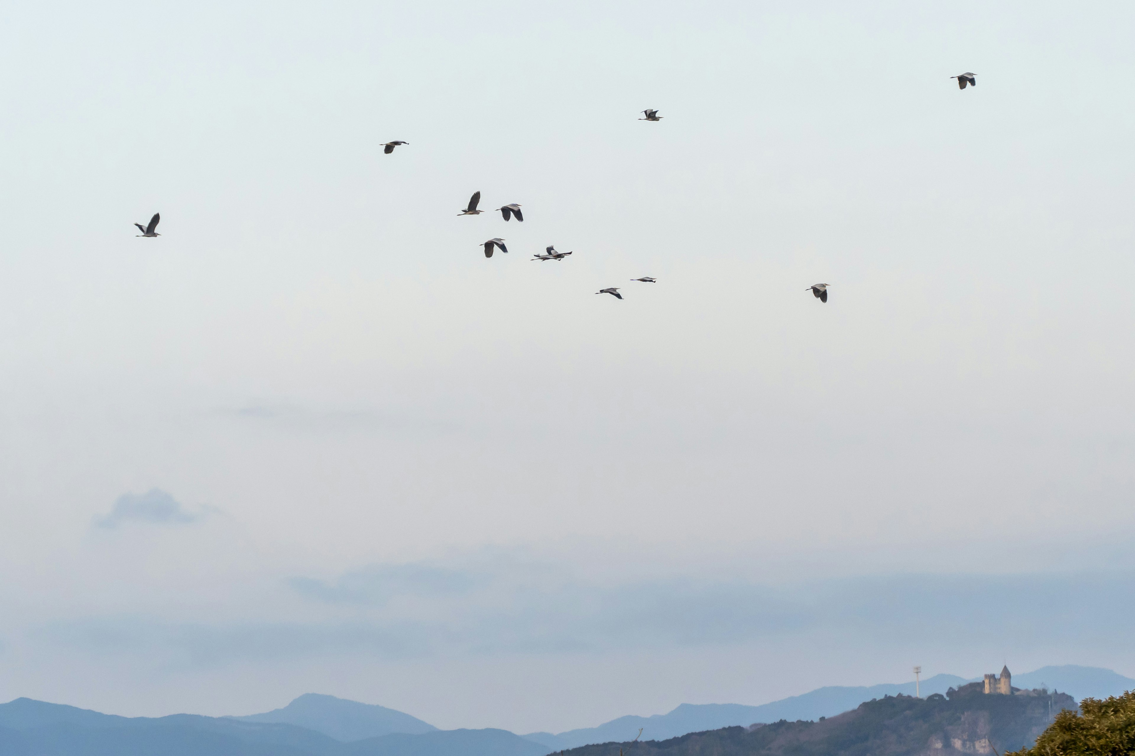 Eine Gruppe von Vögeln, die vor einem blauen Himmel mit Bergsilhouetten fliegen