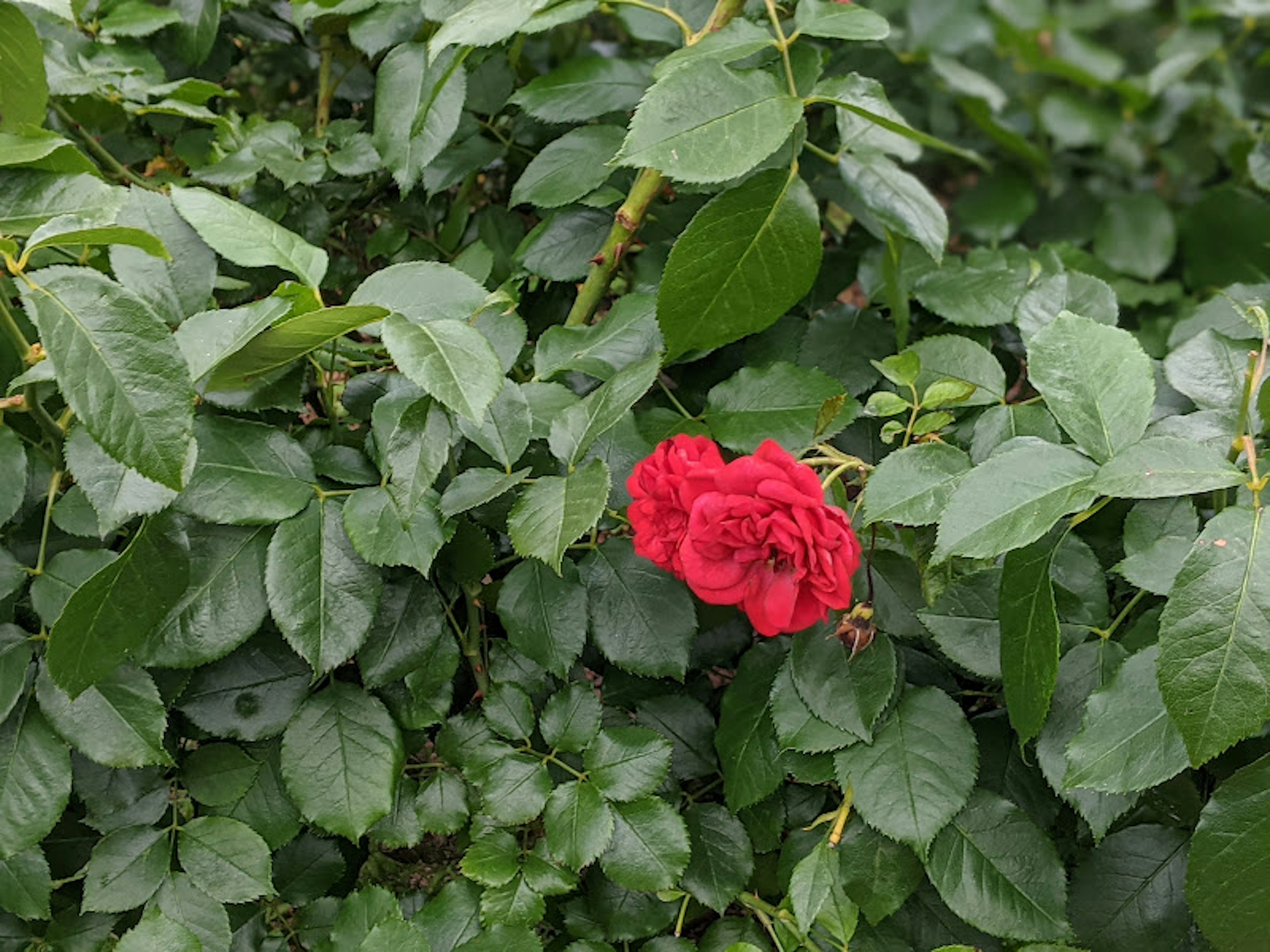 A red rose blooming among green leaves