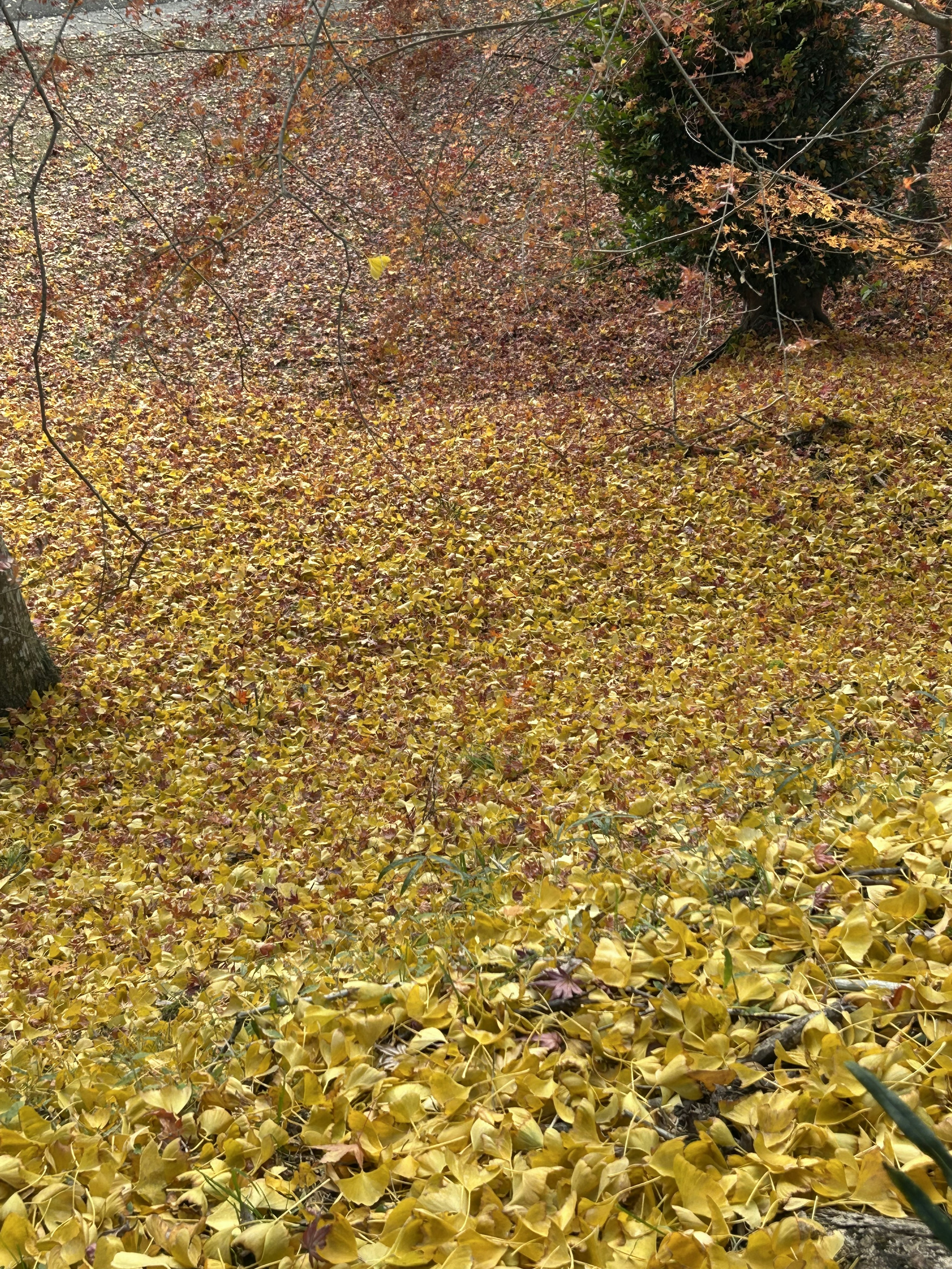 Una vista panoramica di foglie gialle che coprono il terreno in autunno