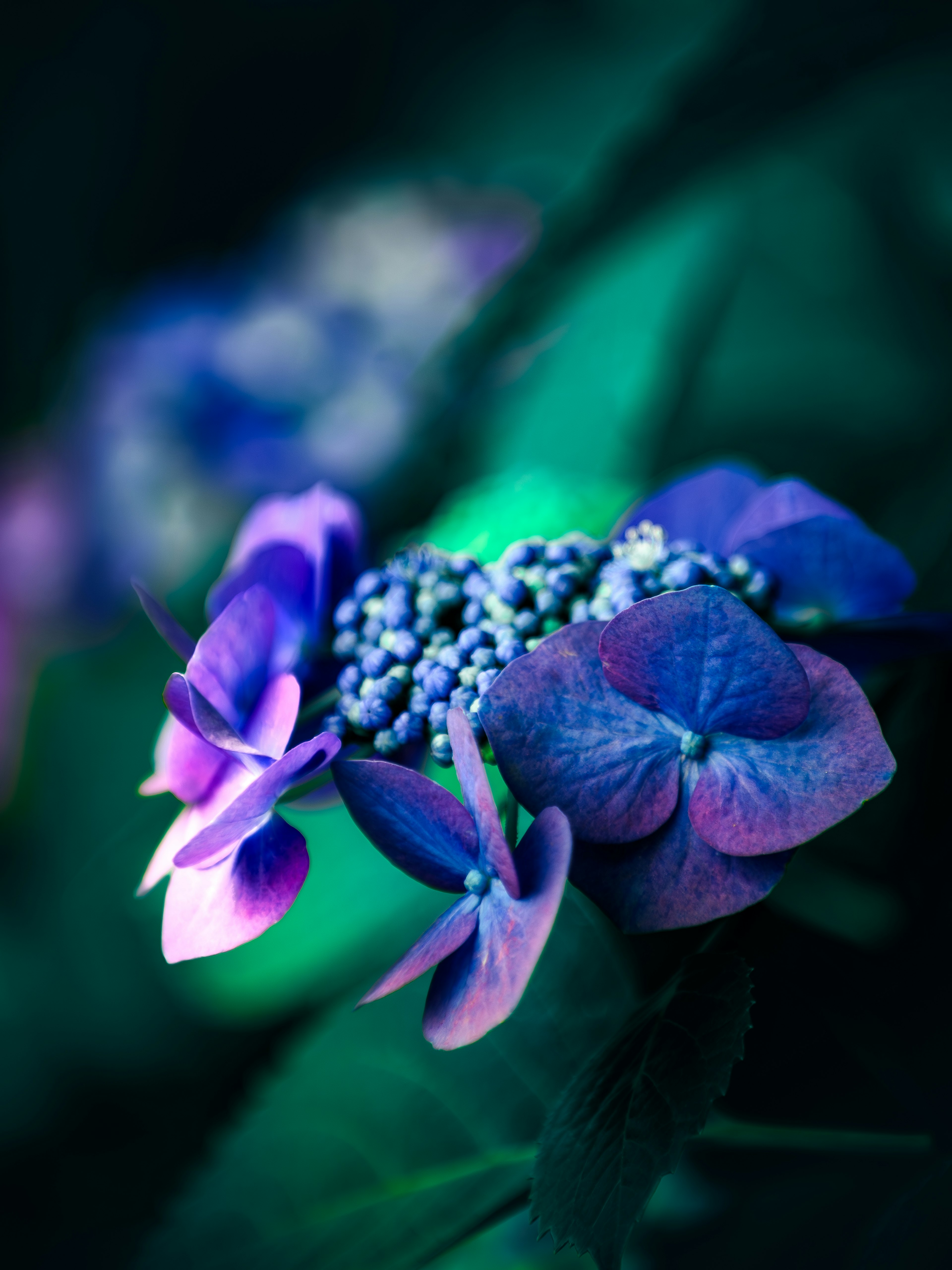 Primer plano de flores moradas vibrantes con hojas verdes