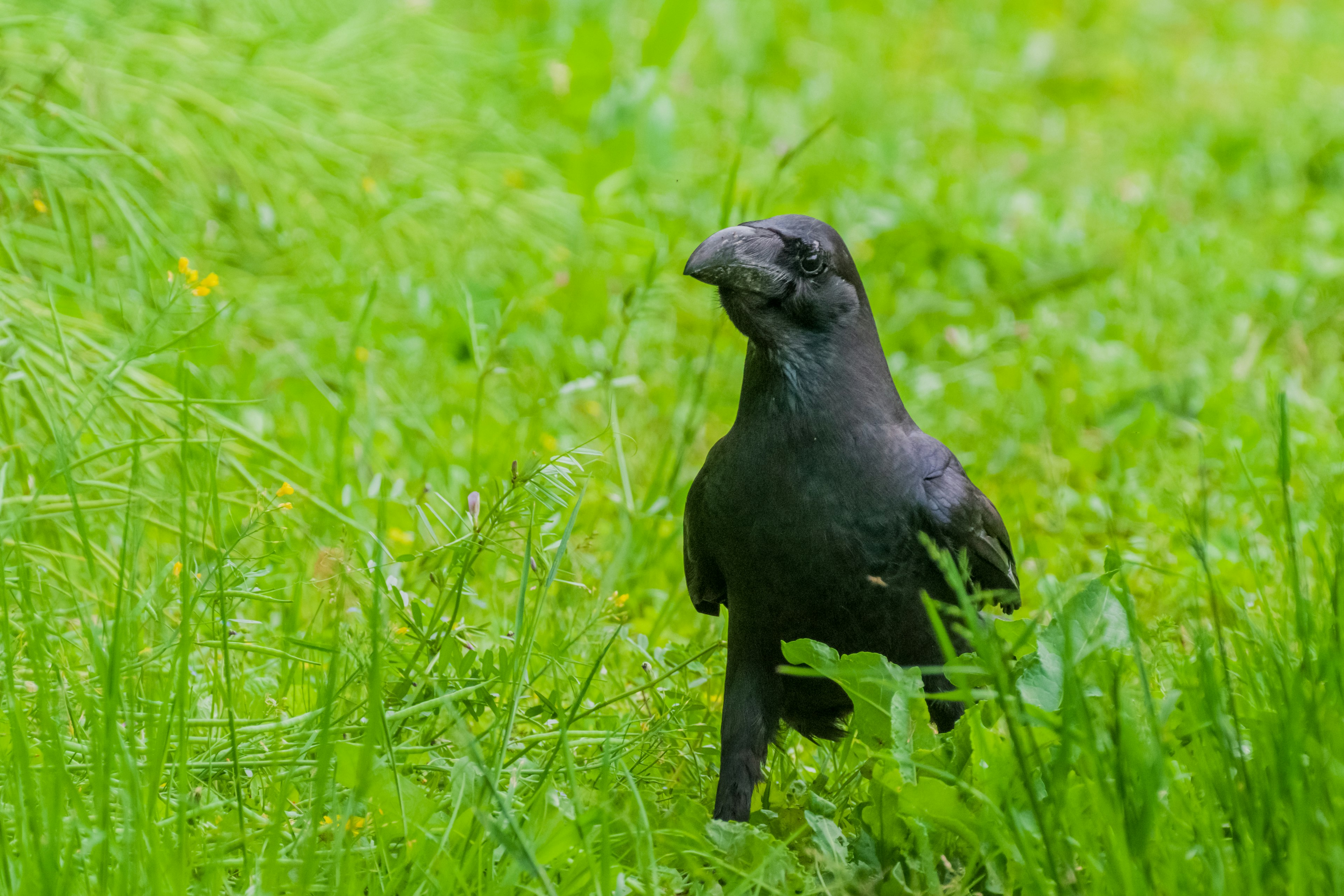 Seekor gagak hitam berdiri di rumput hijau