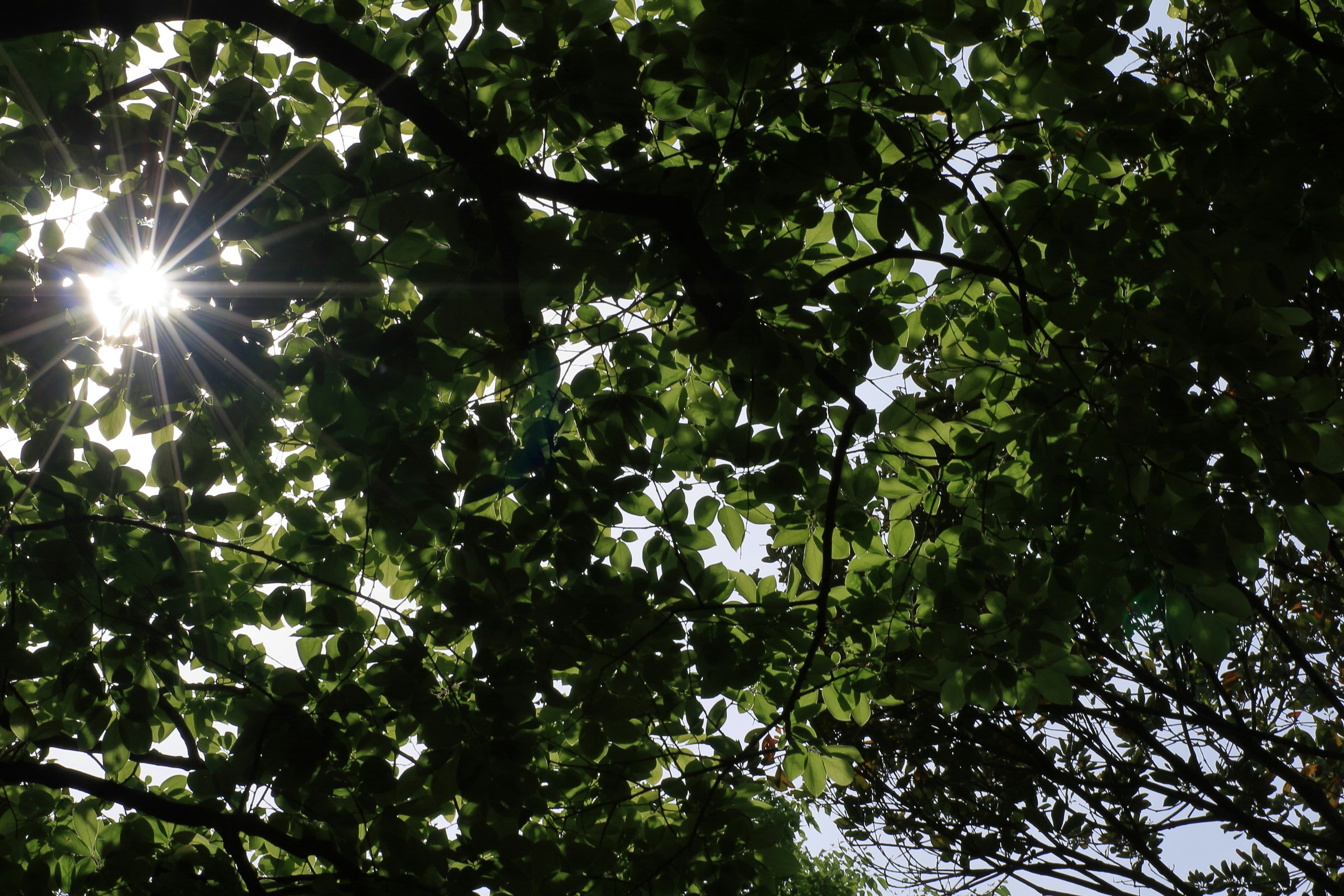 Hermosa vista de la luz del sol filtrando a través de hojas verdes