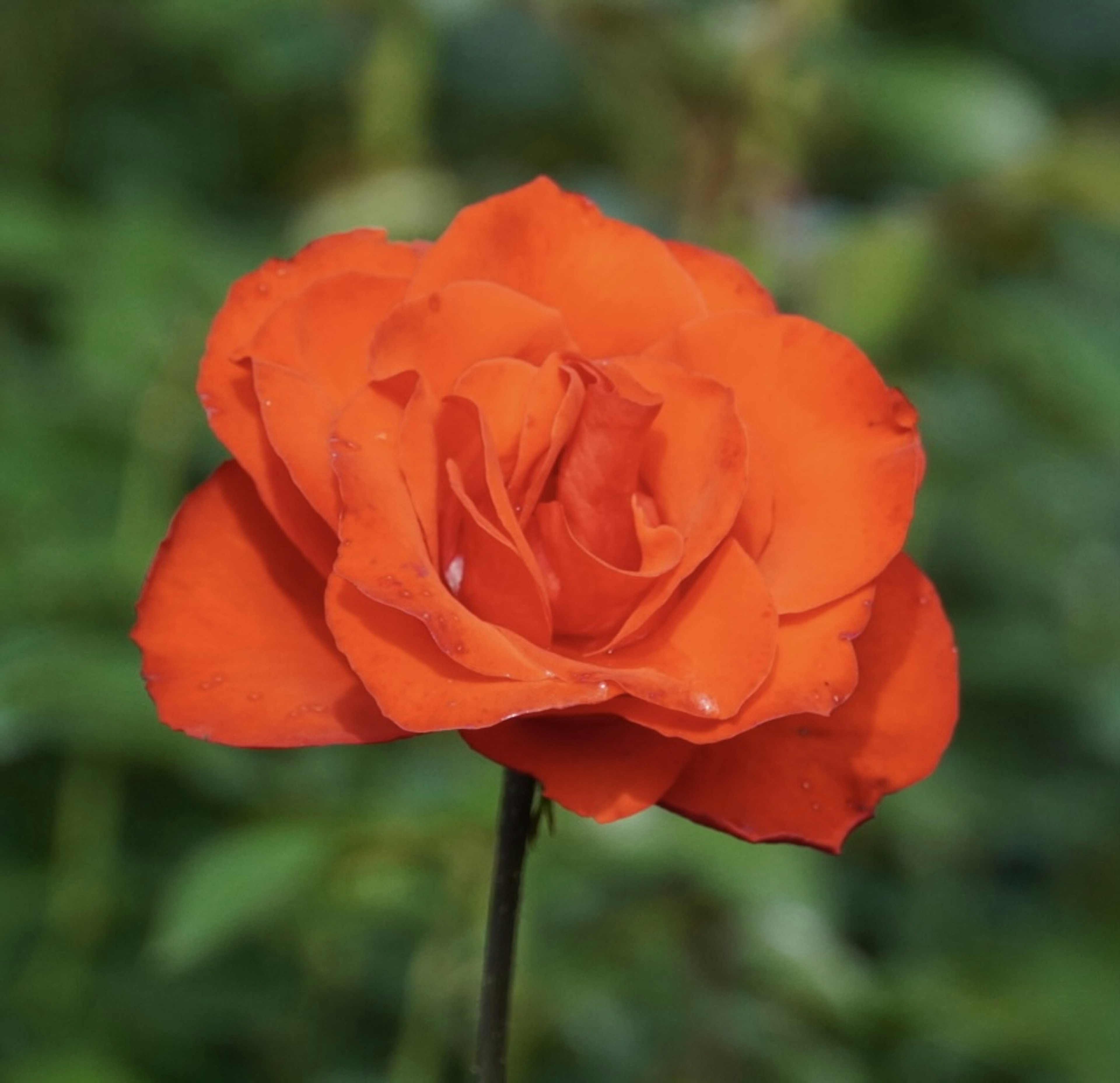 Vibrant orange rose stands out against a green background