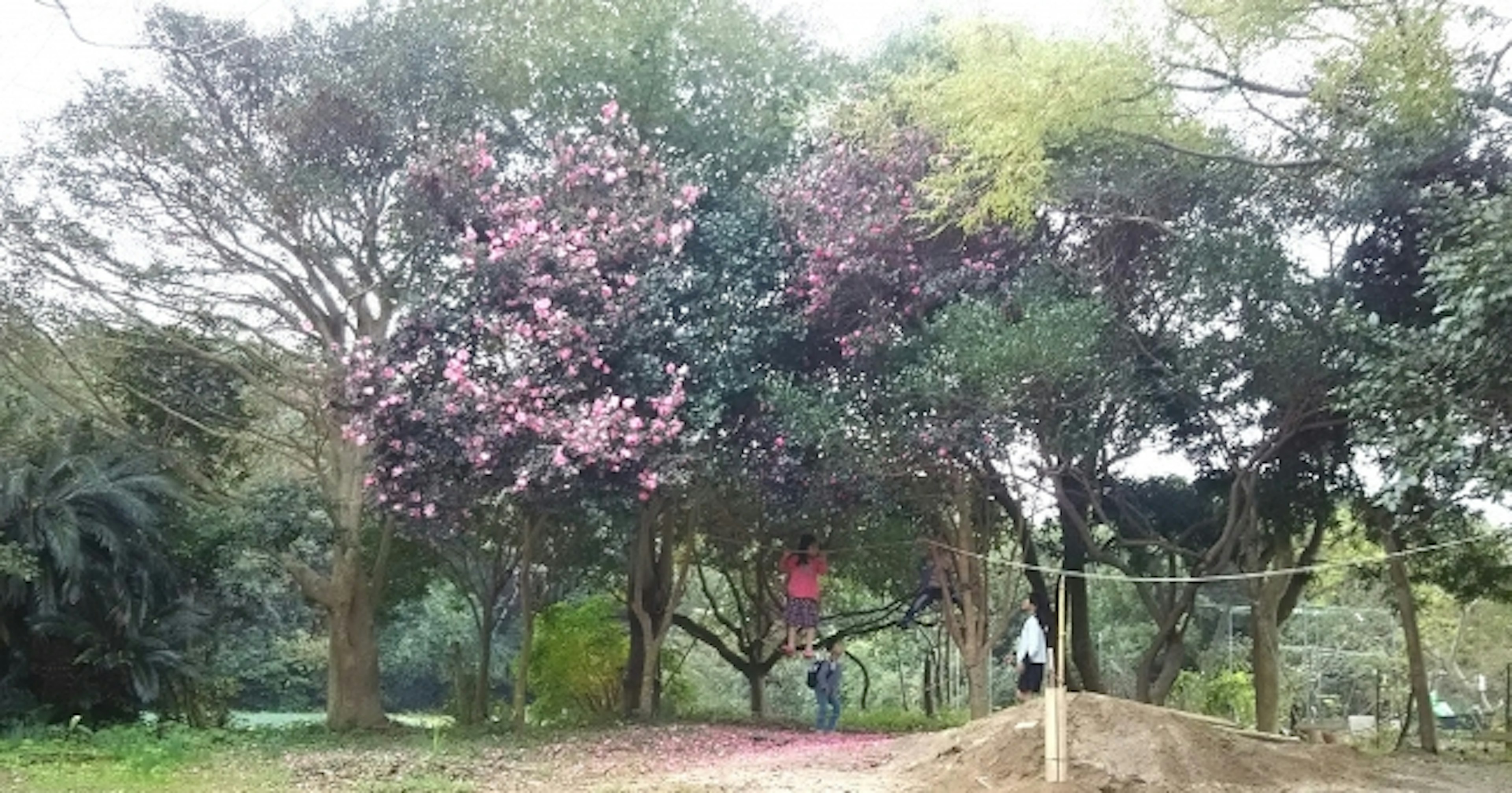 風景如畫的公園景觀，盛開的樹木，粉色和綠色的樹葉