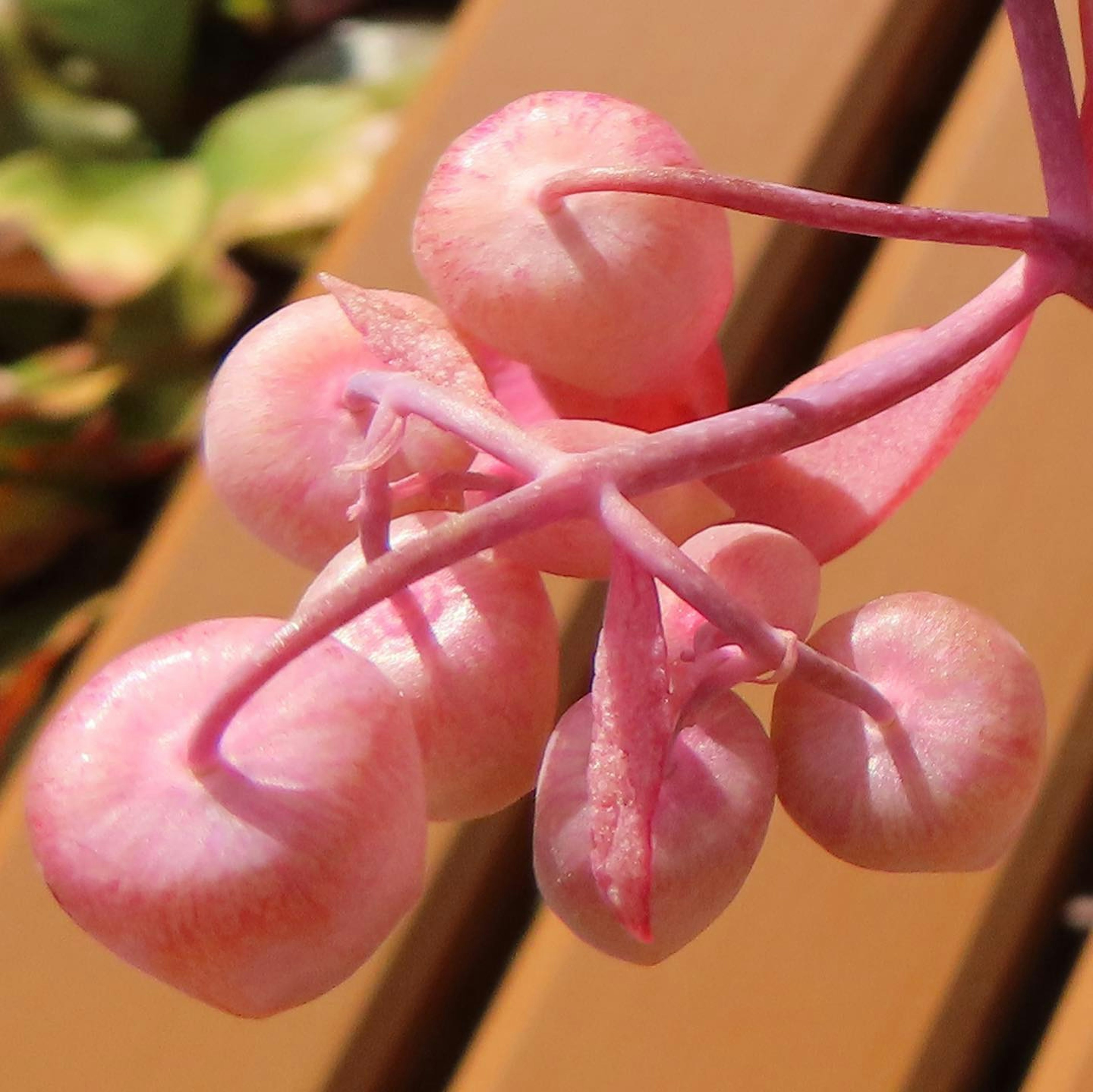 Primer plano de una planta con frutos redondos rosas