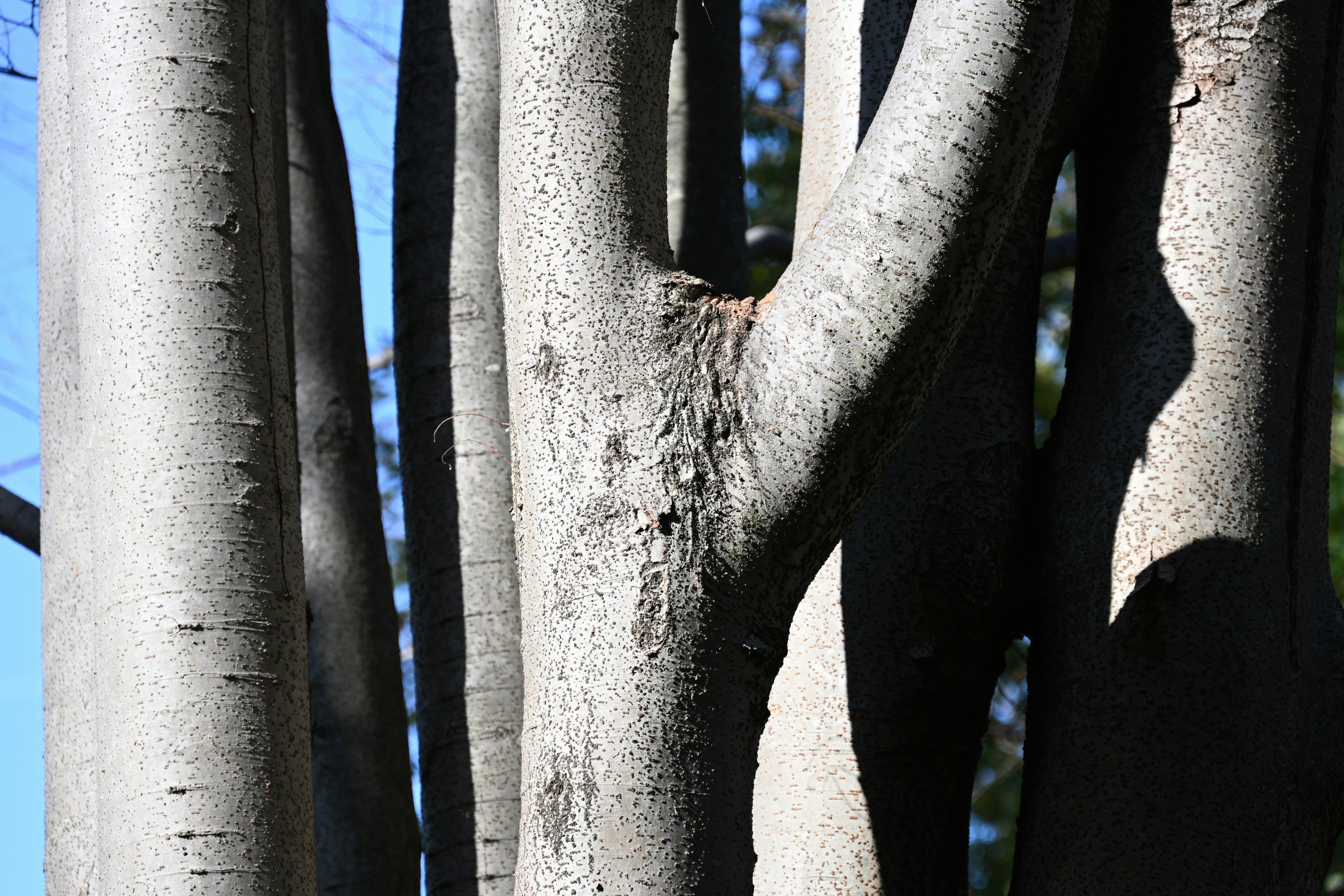 Gros plan sur des troncs d'arbres avec texture lisse sur fond de ciel bleu