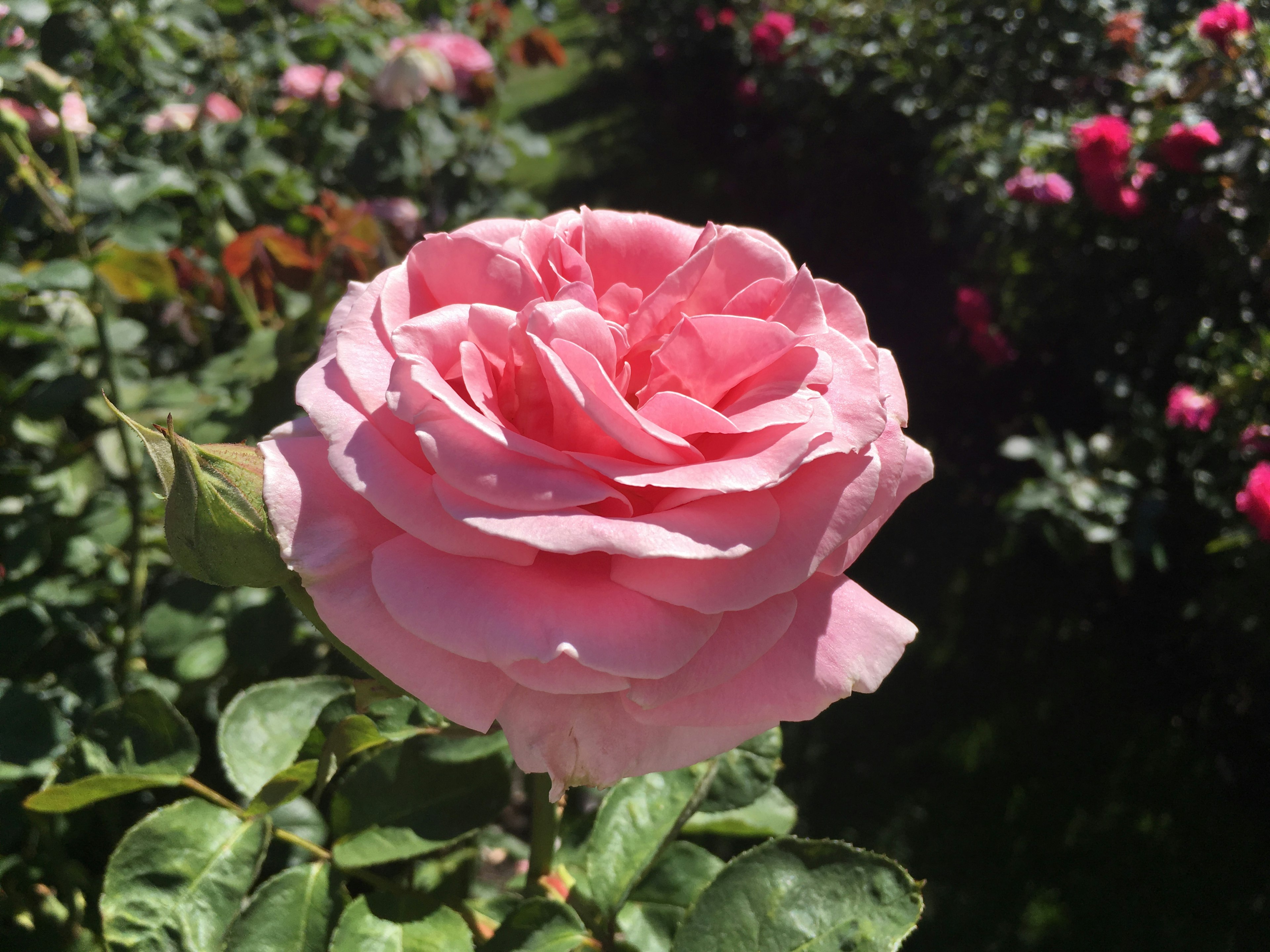 Sebuah mawar pink yang mekar dengan daun hijau