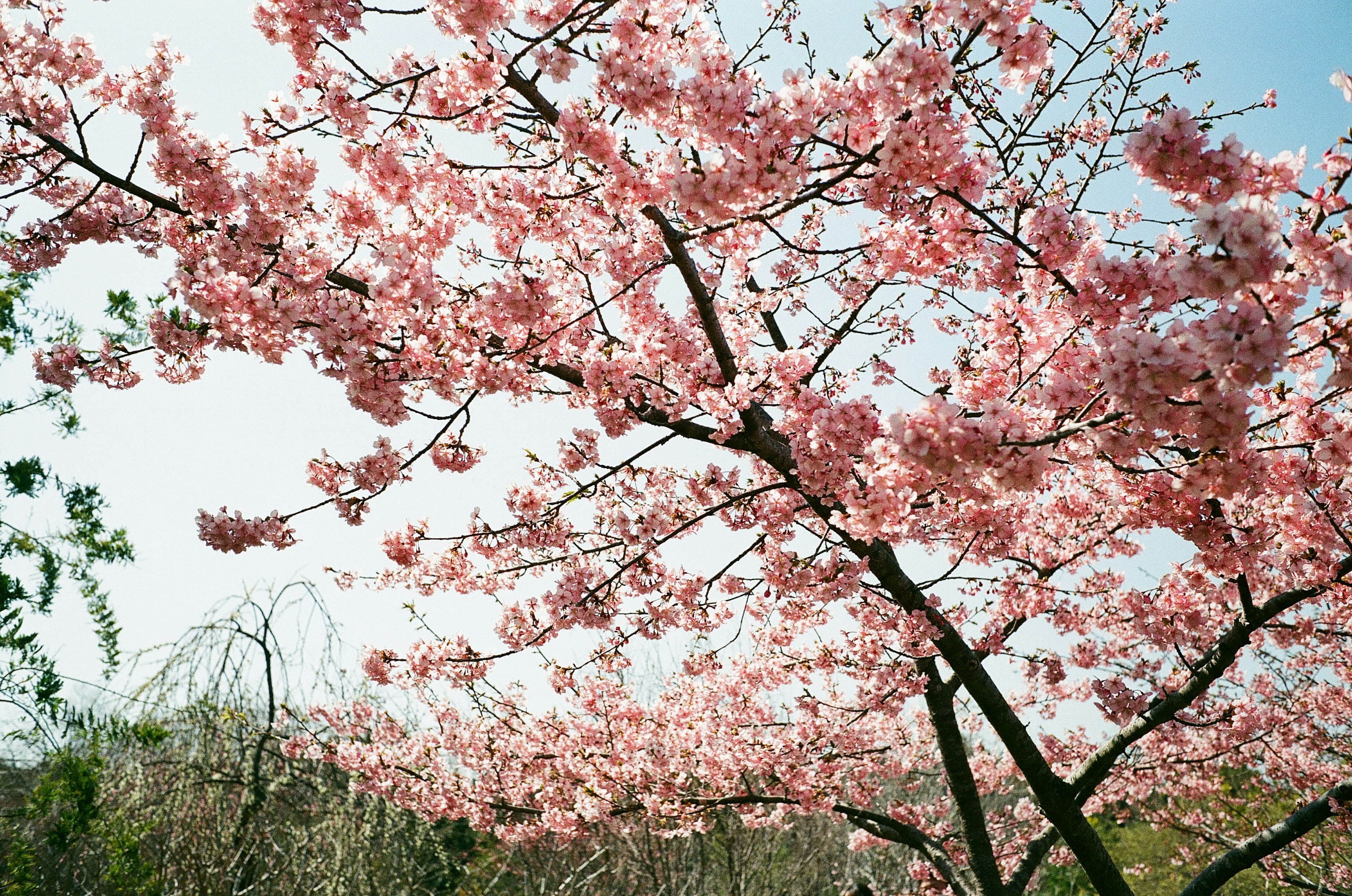 Albero di ciliegio in piena fioritura con fiori rosa