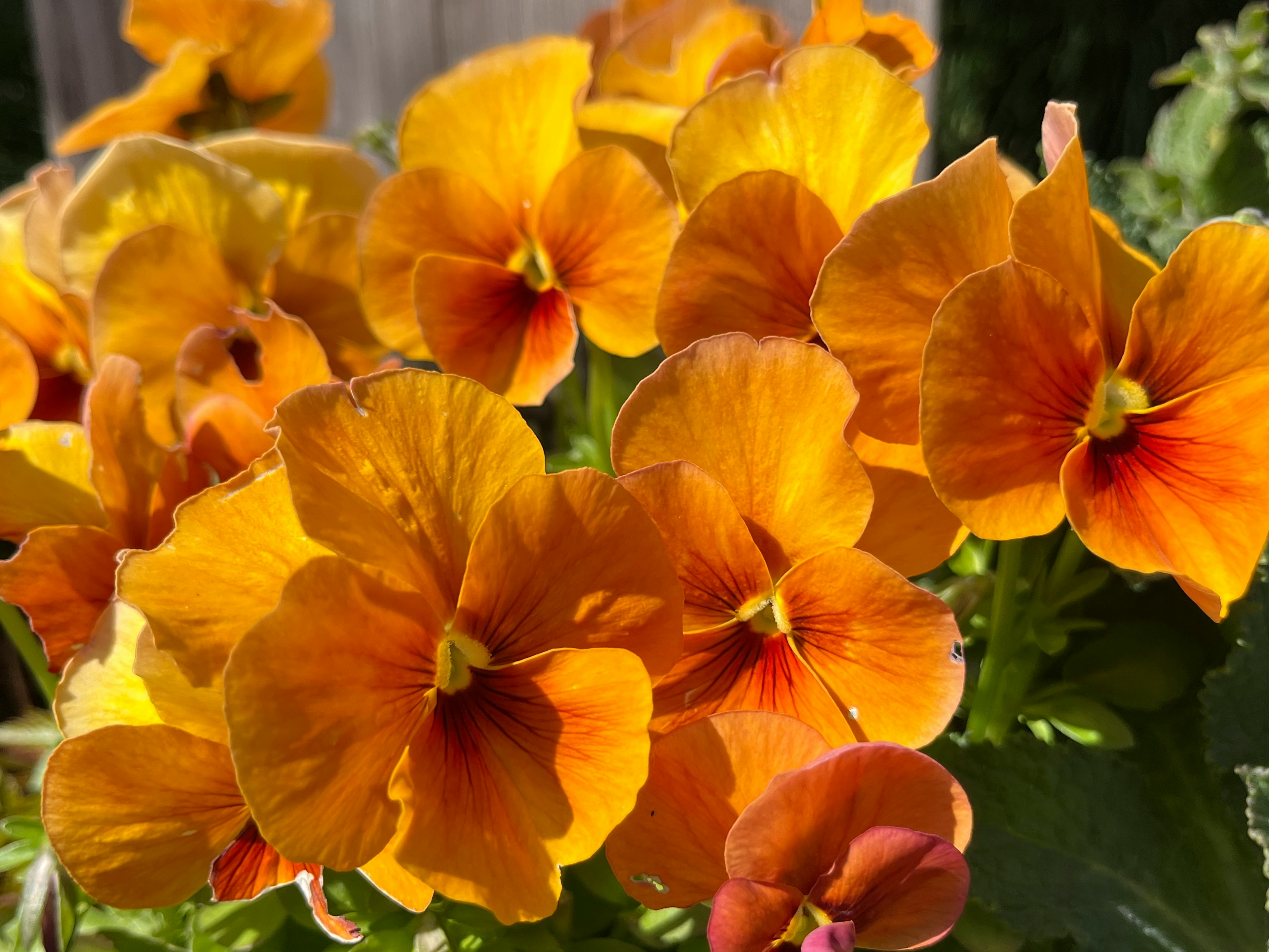 Clusters of vibrant orange pansy flowers in full bloom