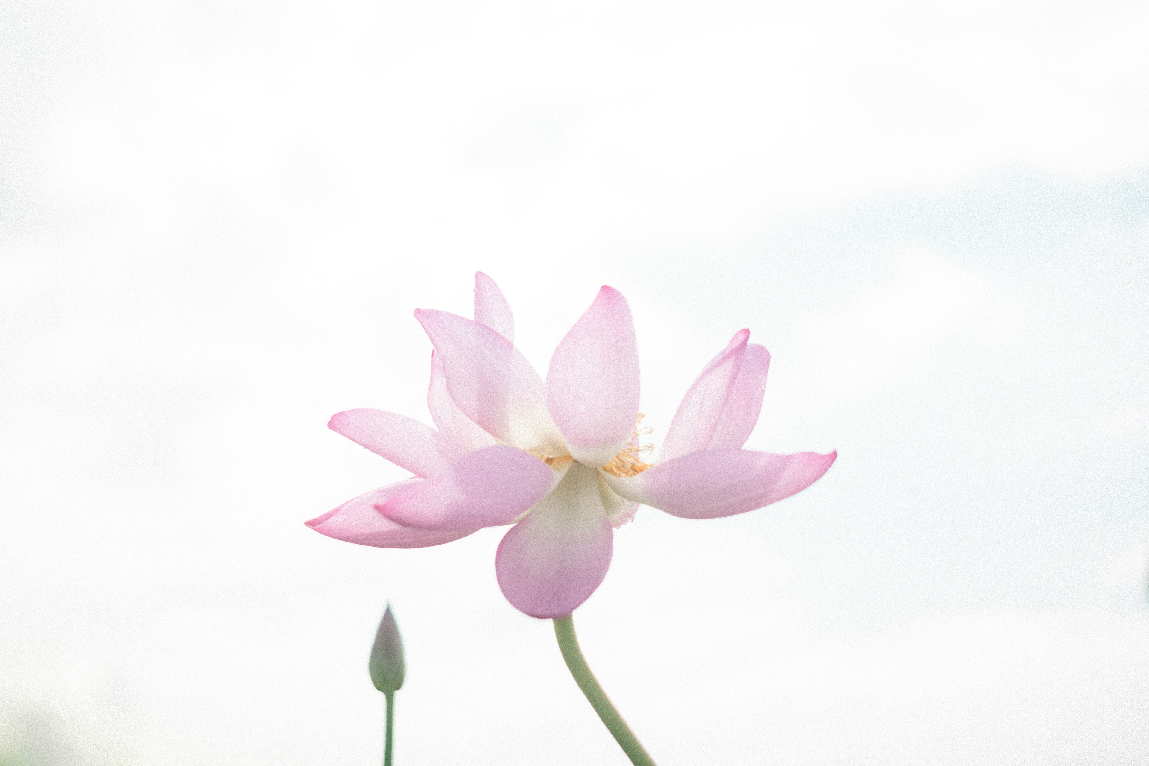 淡いピンクの蓮の花が優雅に咲いている