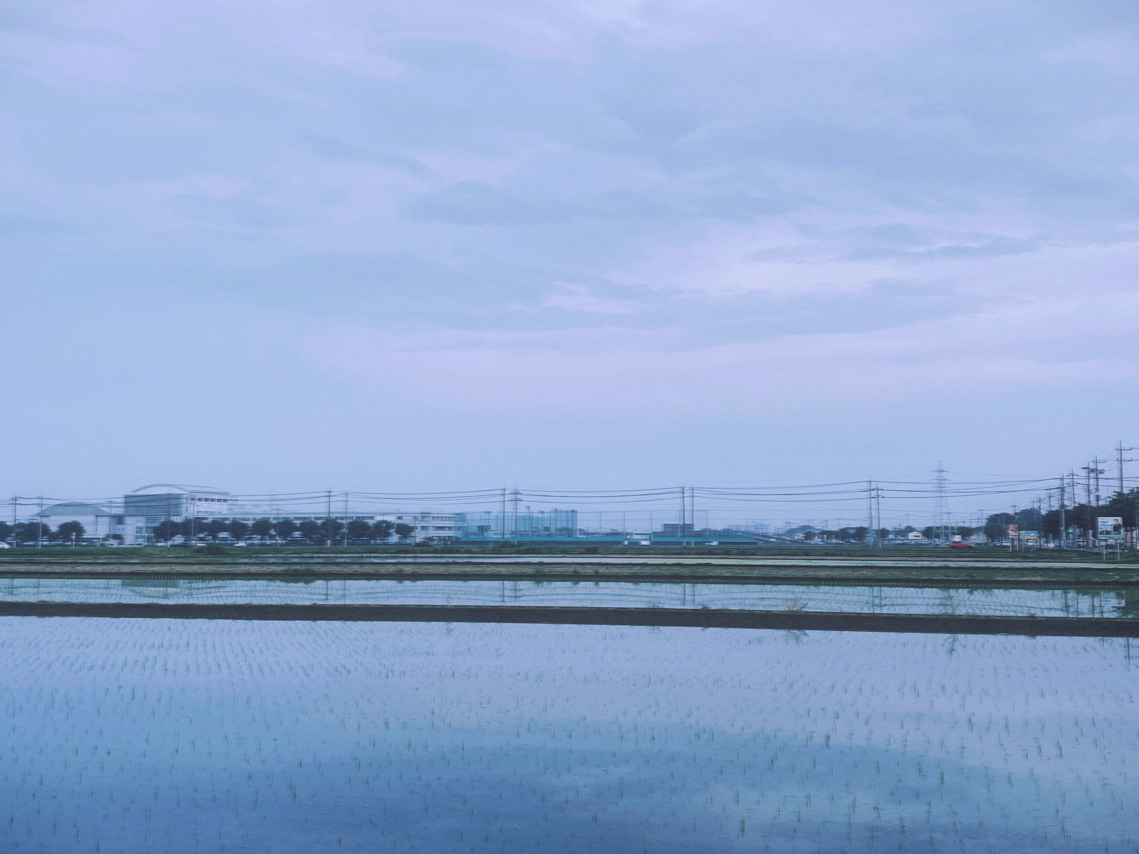 静かな水田の風景と曇り空