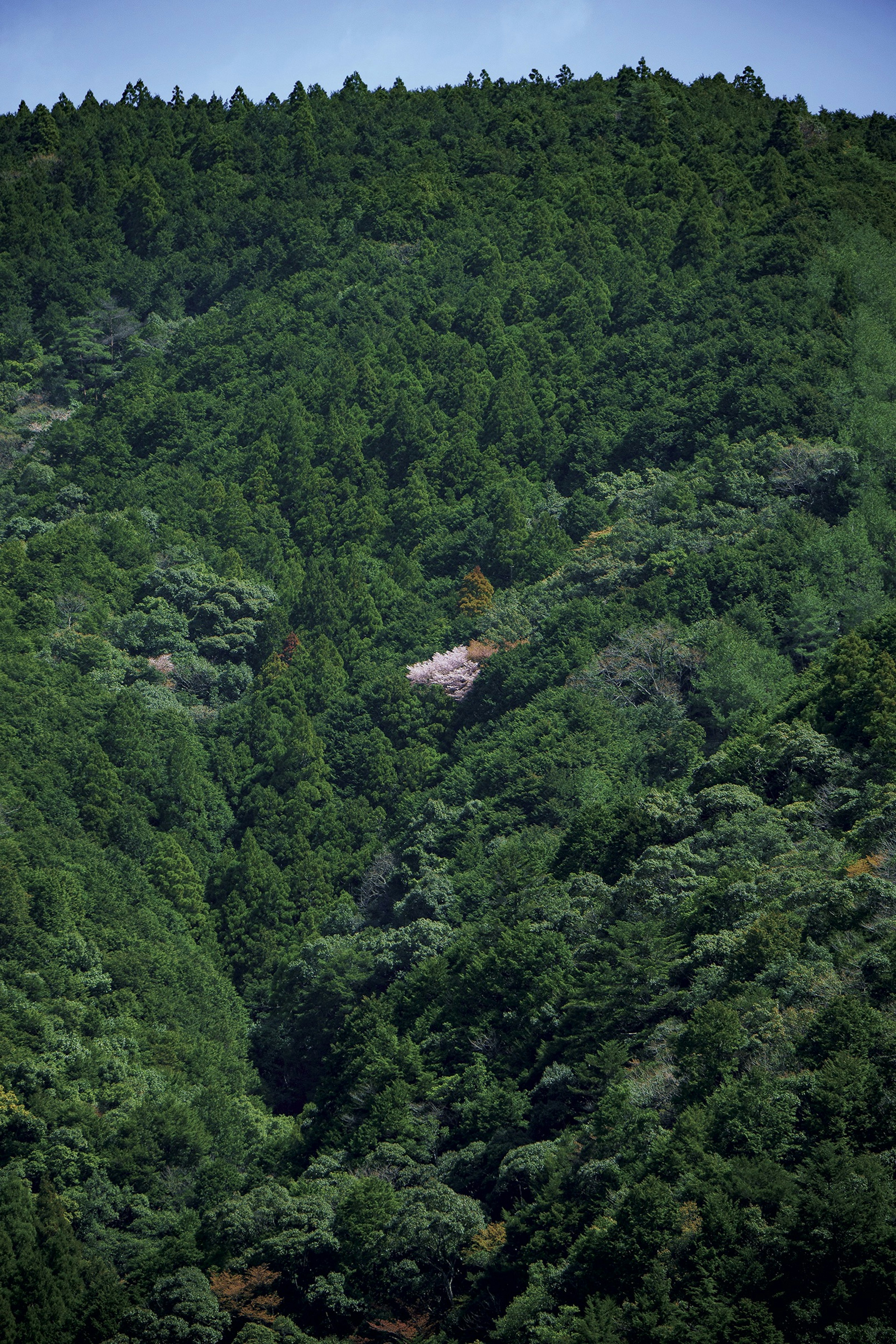 緑豊かな山の風景と木々が広がる