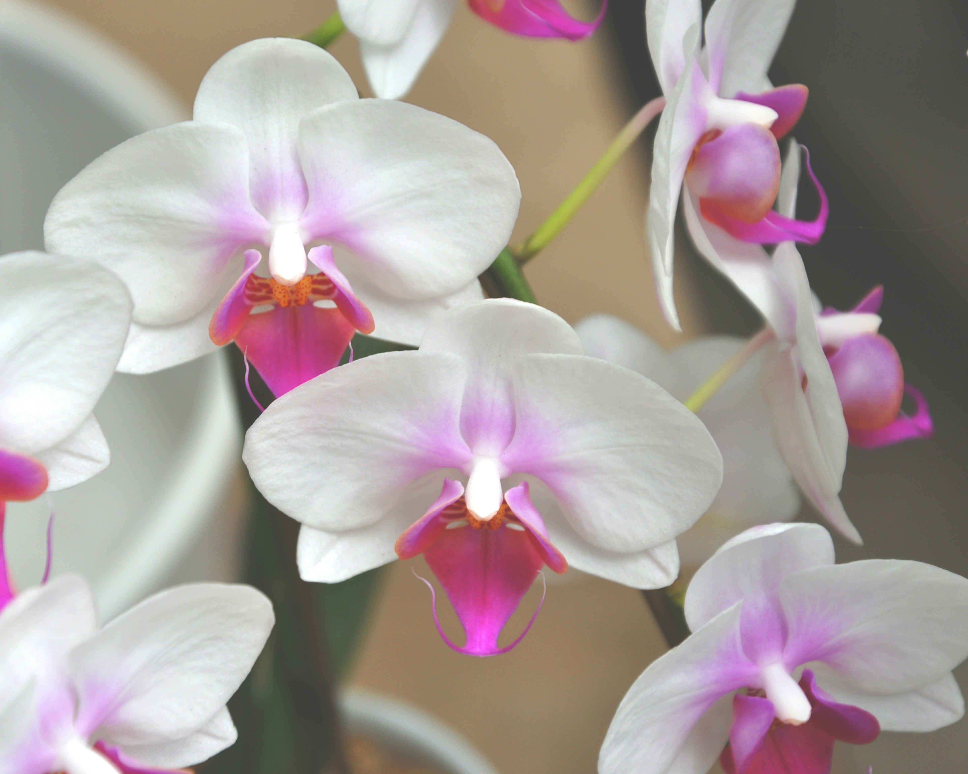 Beautiful white and pink orchid flowers blooming