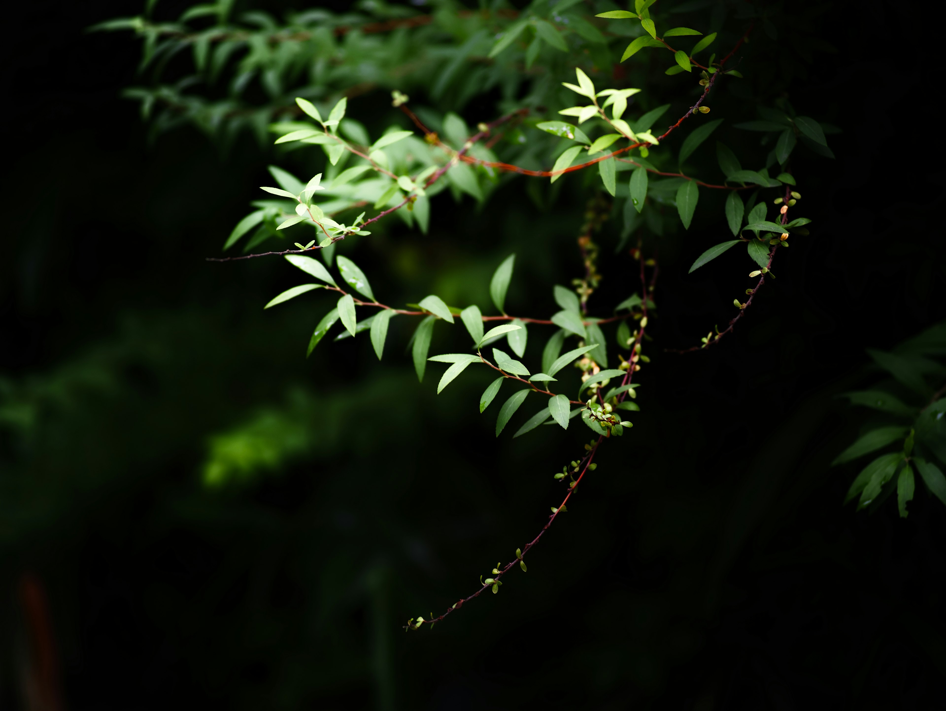 A branch with green leaves illuminated against a dark background