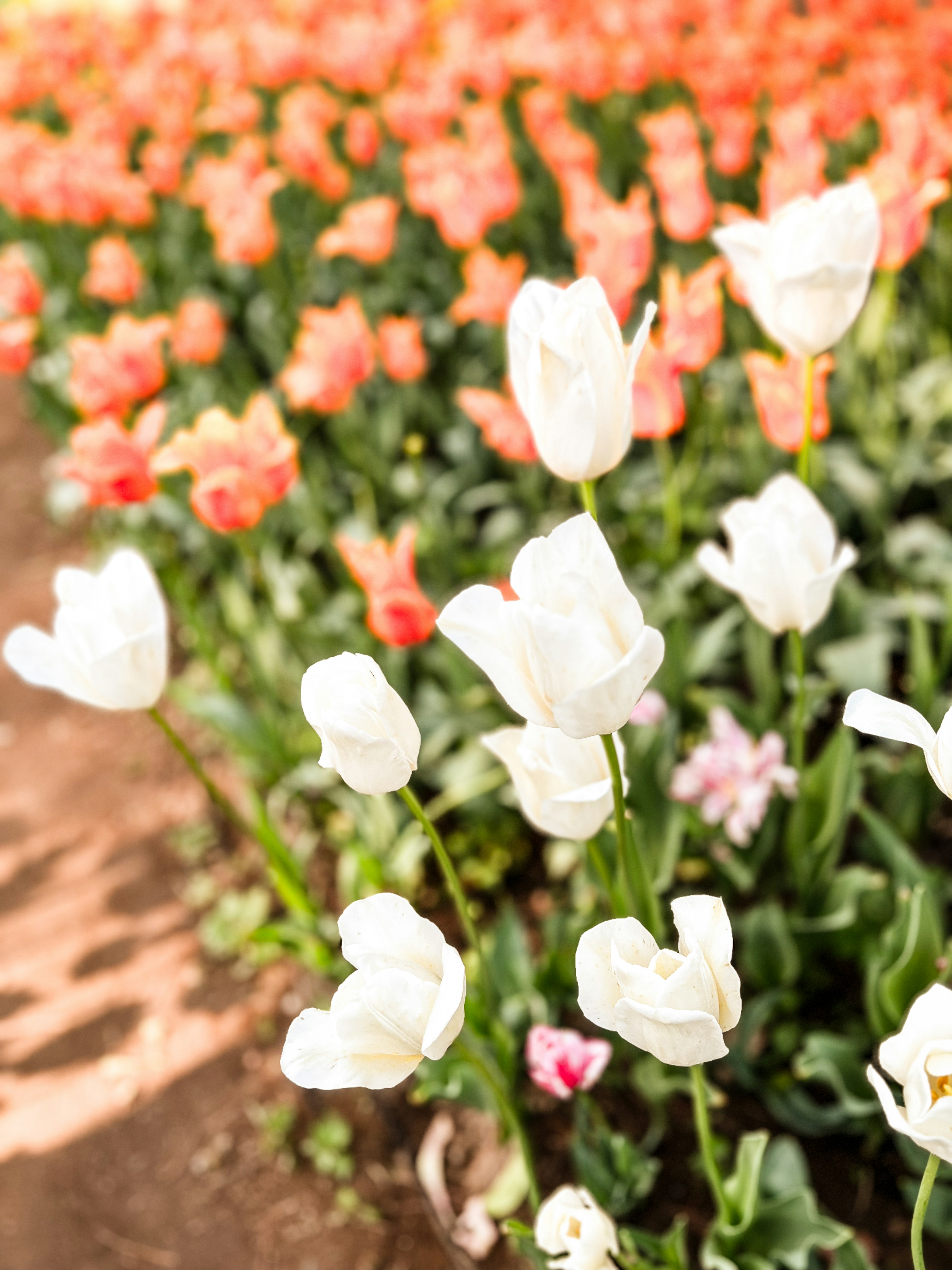 A beautiful flower field with white tulips and orange blooms