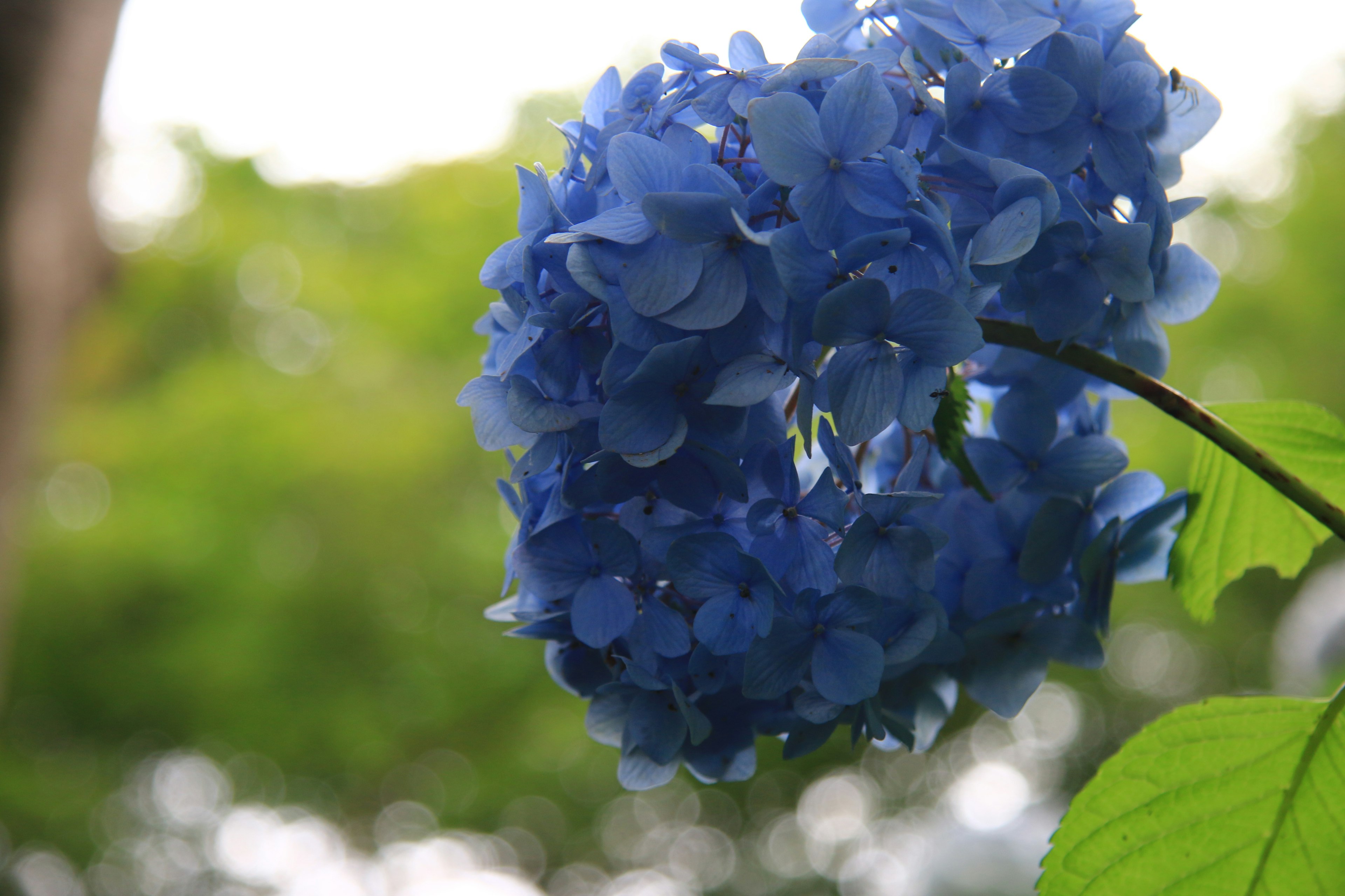 Blaue Hortensie vor grünem Hintergrund