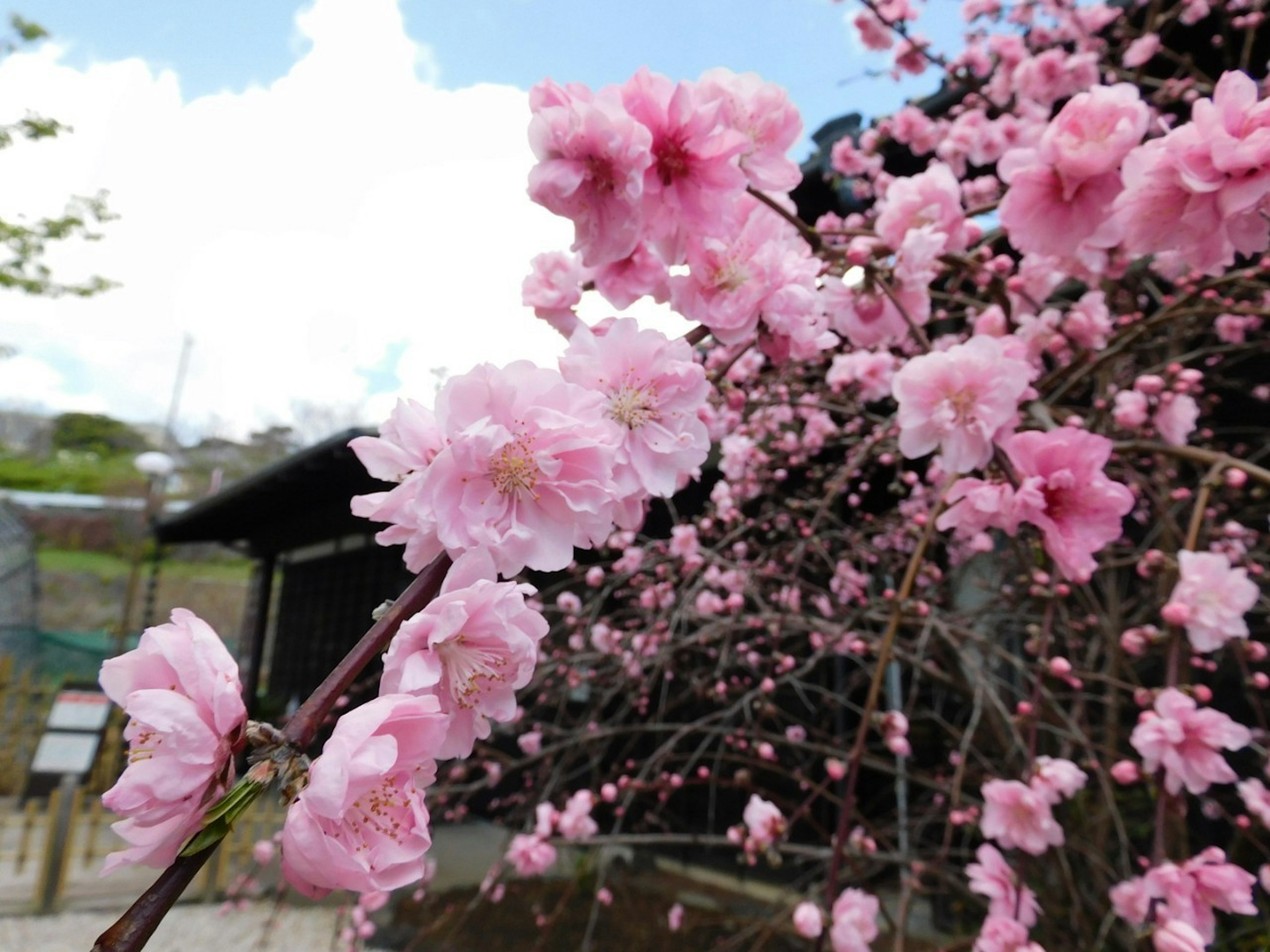 Nahaufnahme von Kirschblütenzweigen mit rosa Blüten vor blauem Himmel