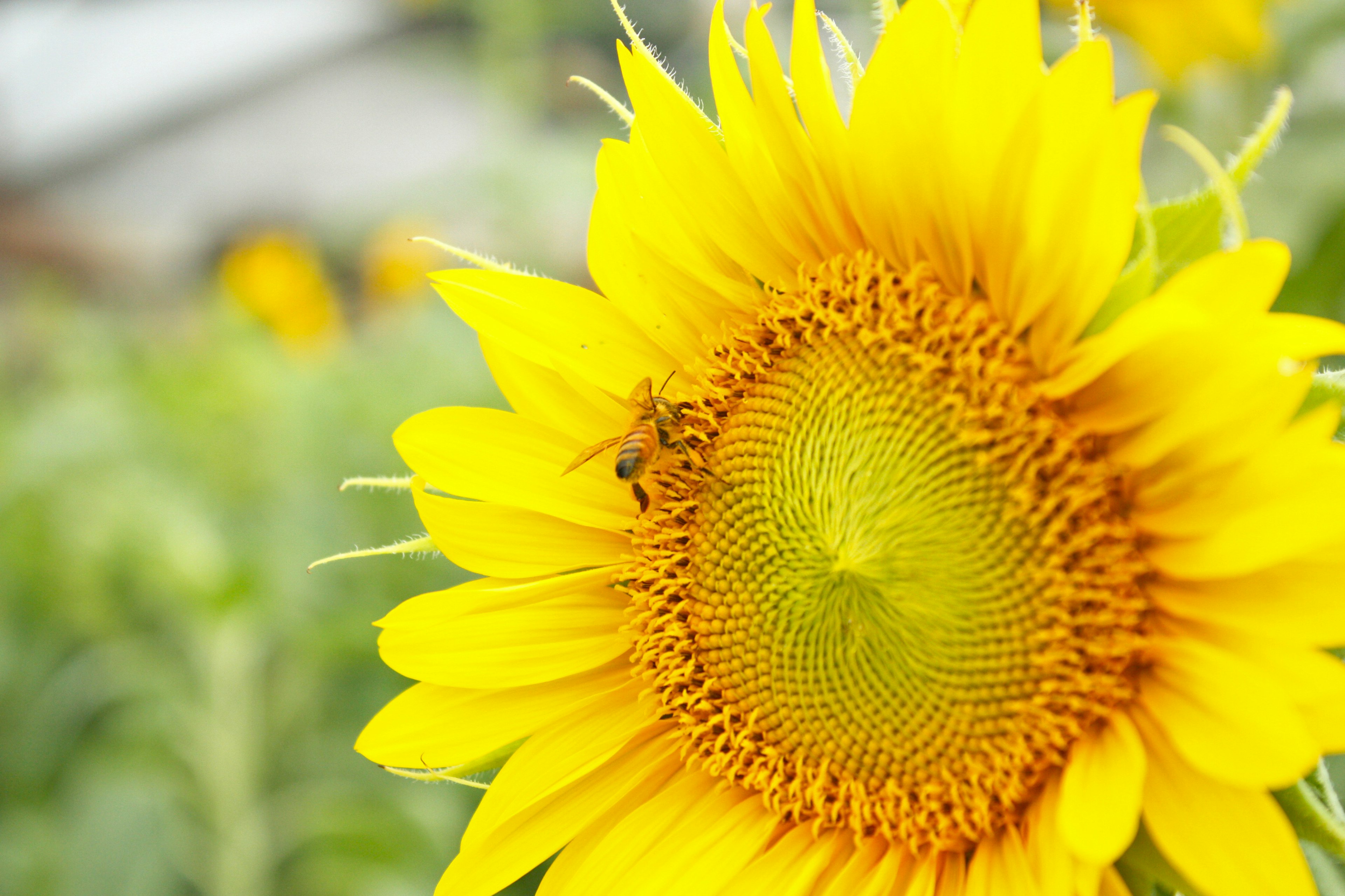 Un girasole vibrante con un'ape che si posa su di esso