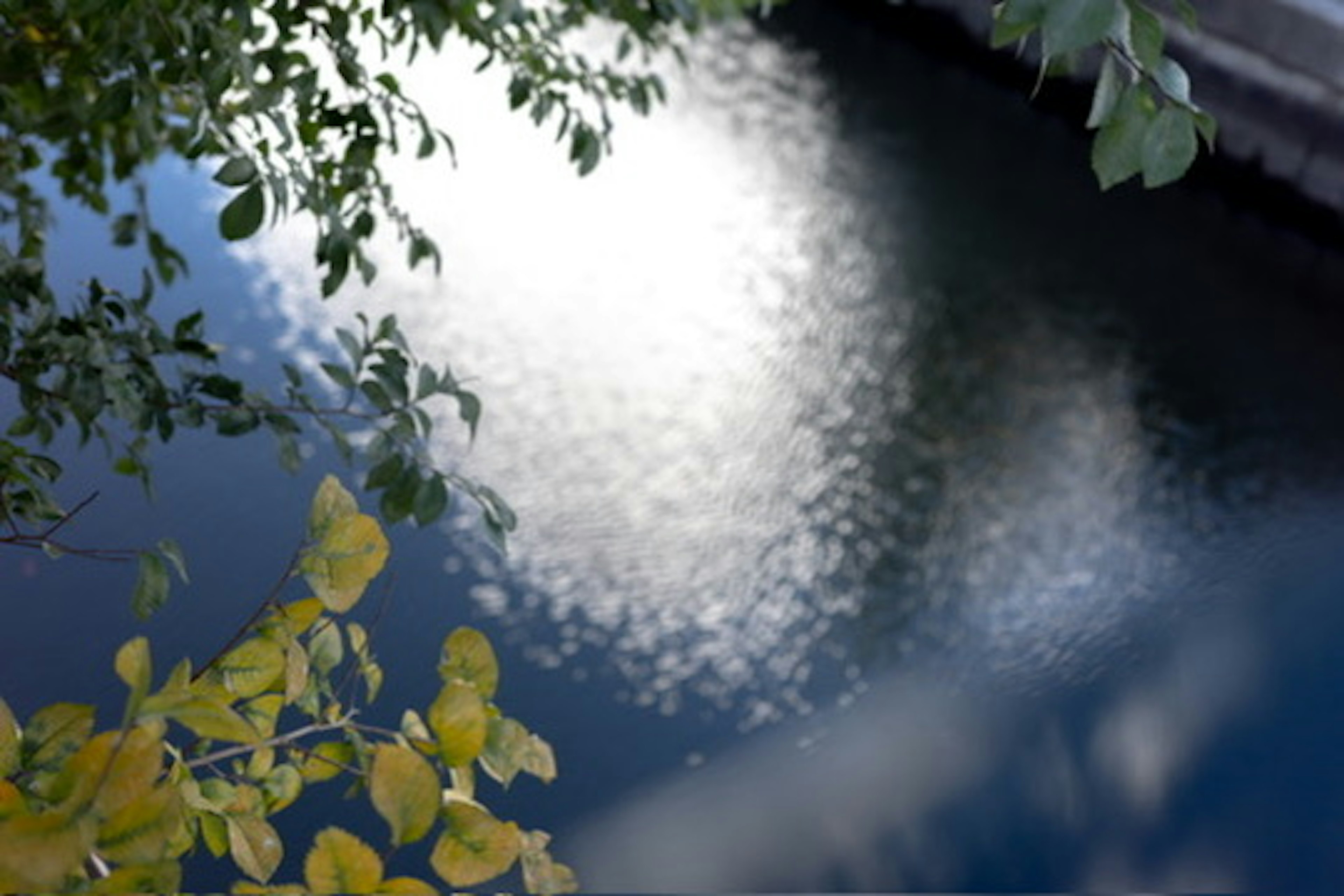 Reflejo de luz en la superficie del agua con hojas circundantes