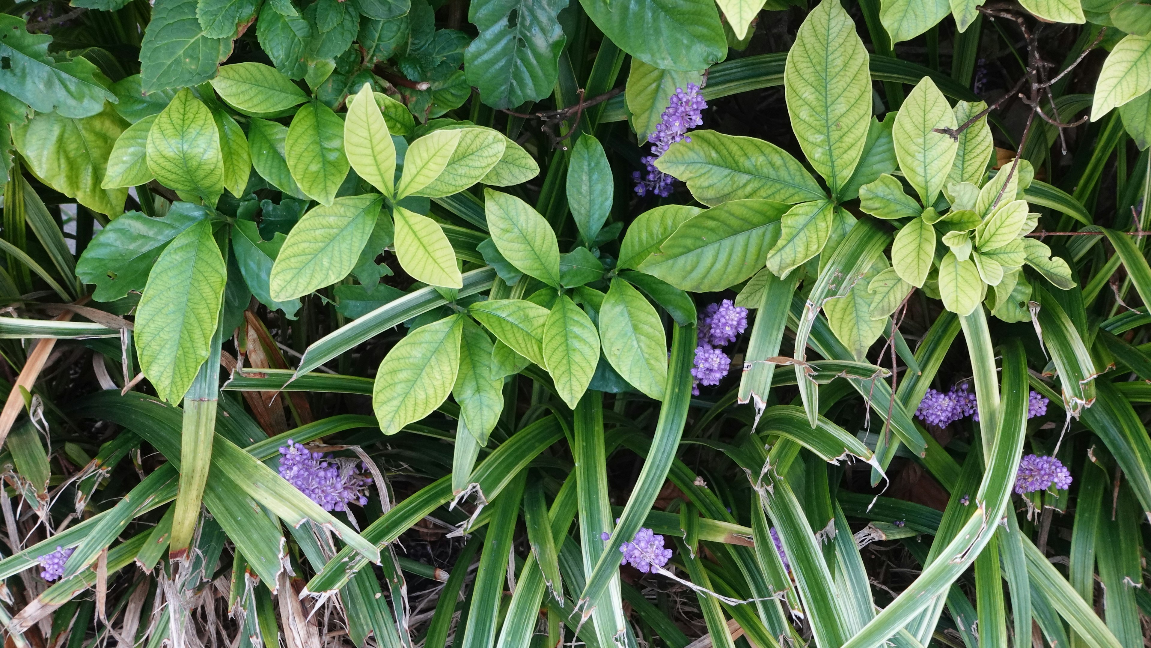 Lush green leaves with purple flowers in a natural setting