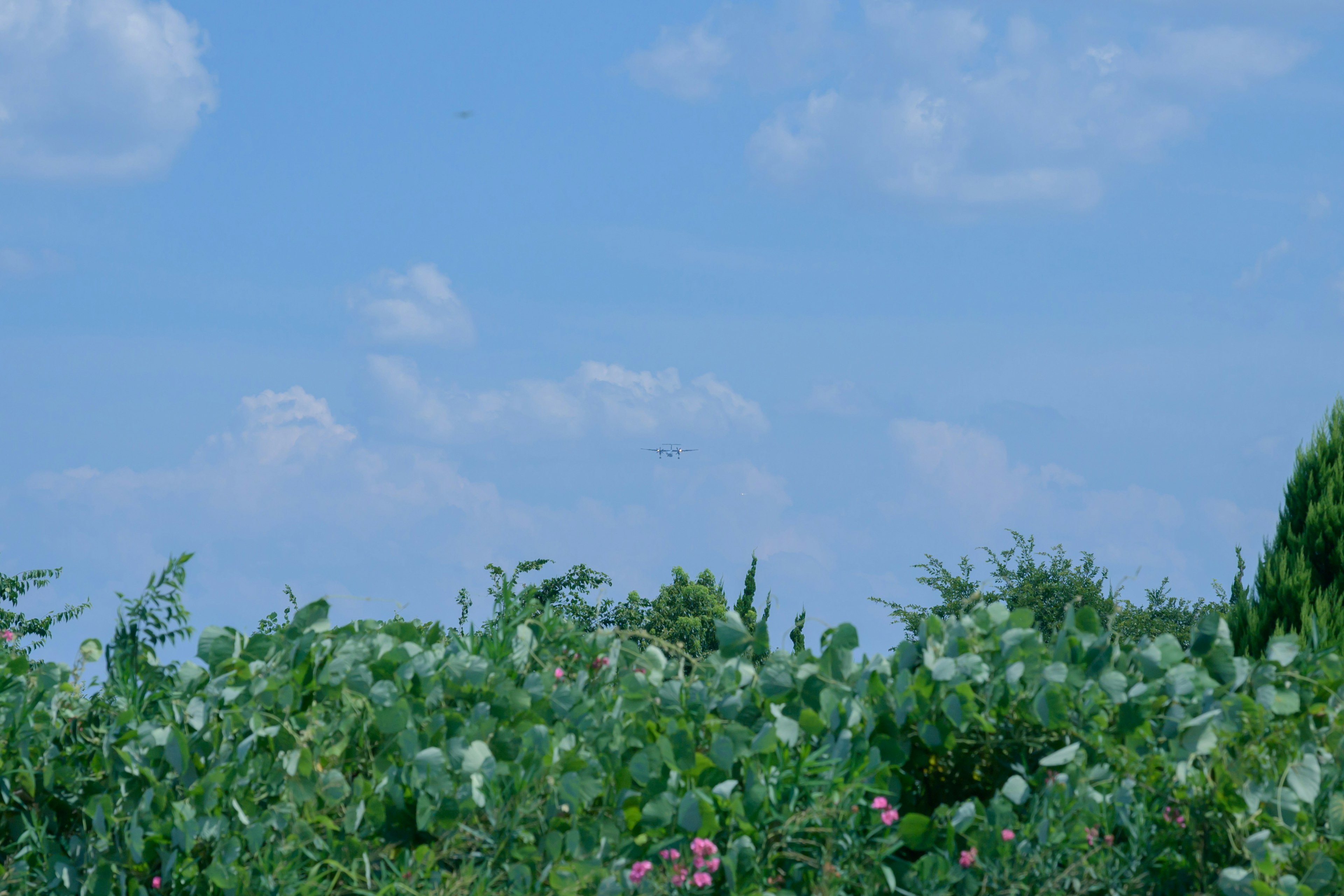 Piante verdi rigogliose e fiori colorati contro uno sfondo di cielo blu e nuvole bianche