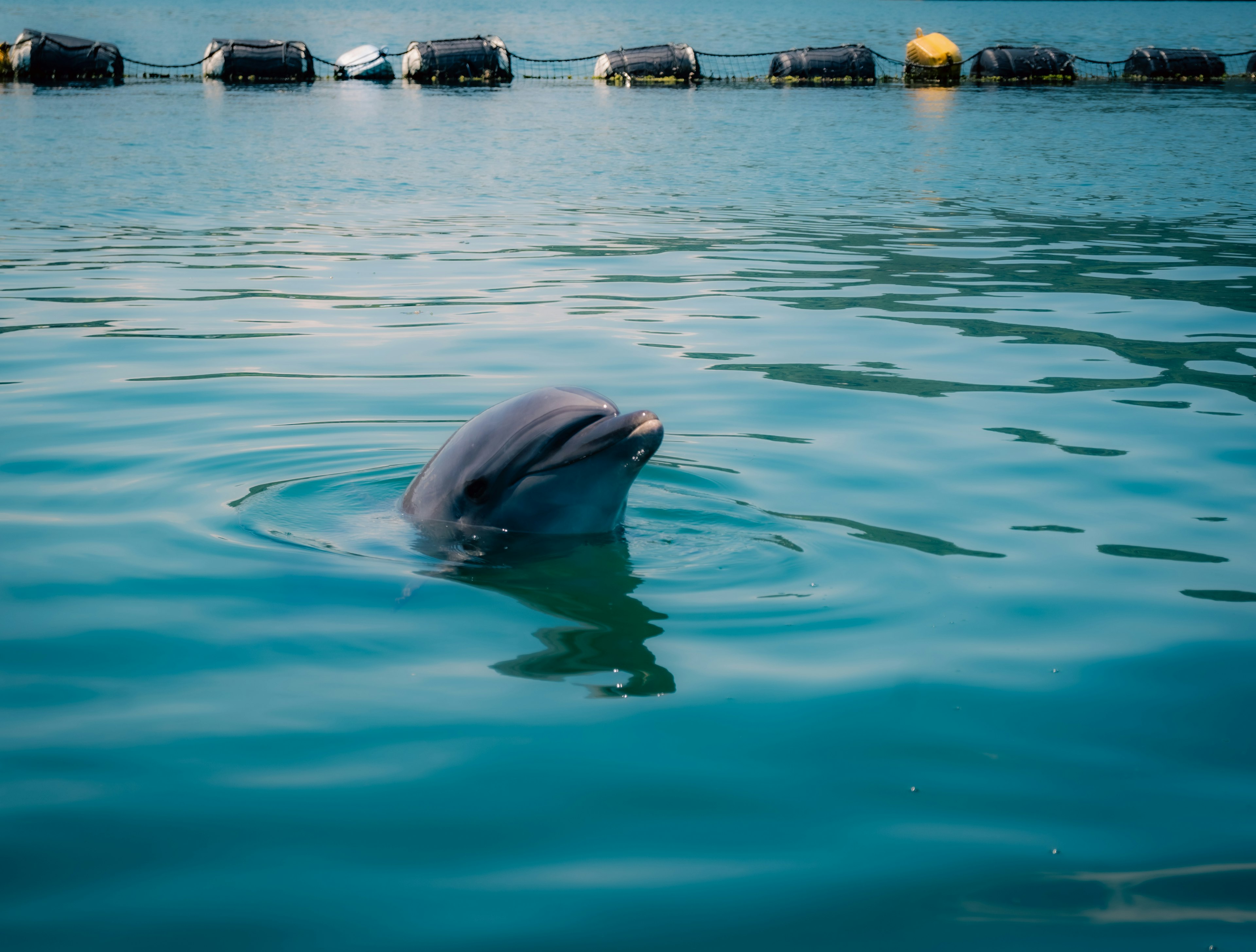 Delfin, der aus dem Wasser auftaucht, mit blauem Meer im Hintergrund