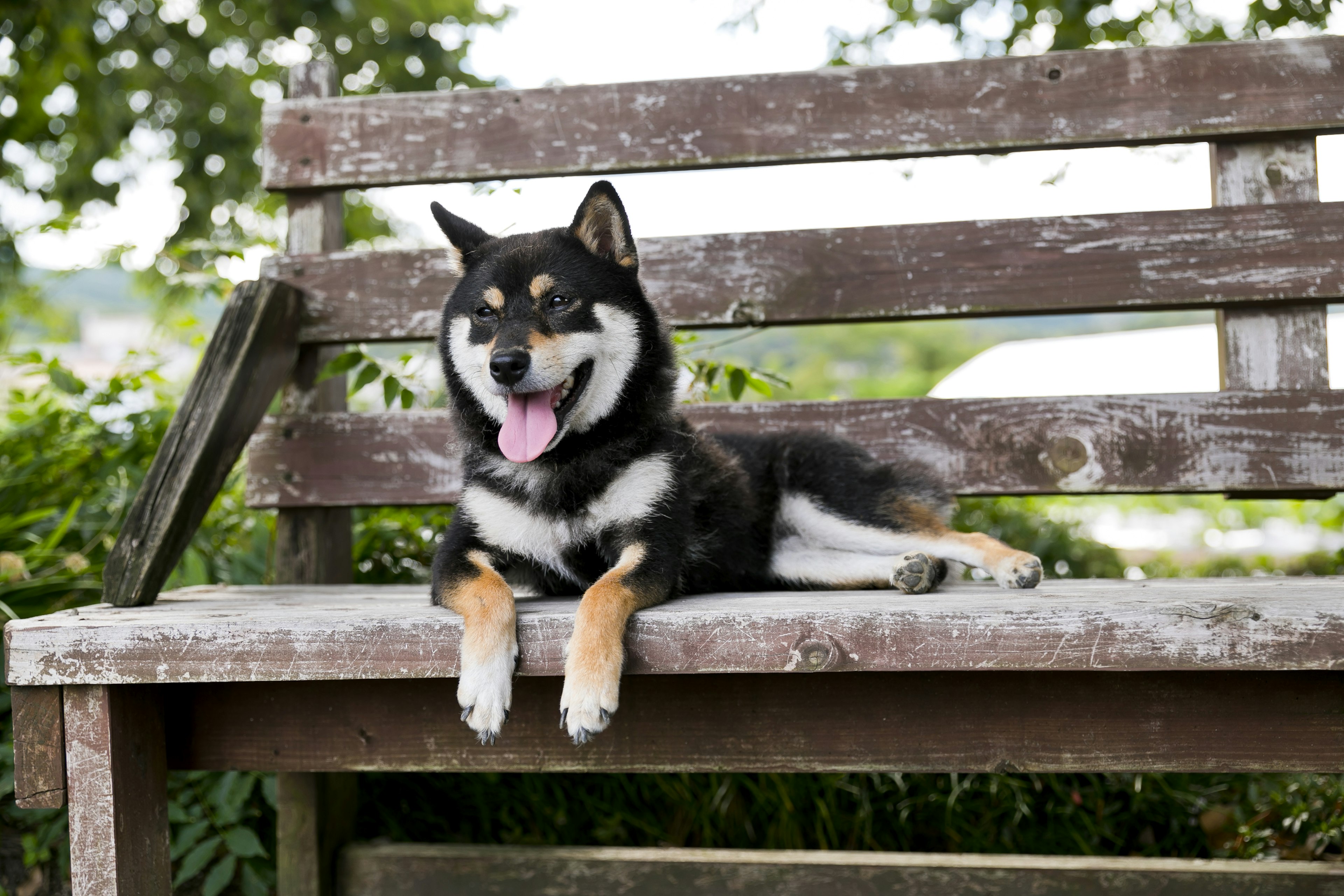 Un Shiba Inu negro descansando en un banco de madera en un jardín