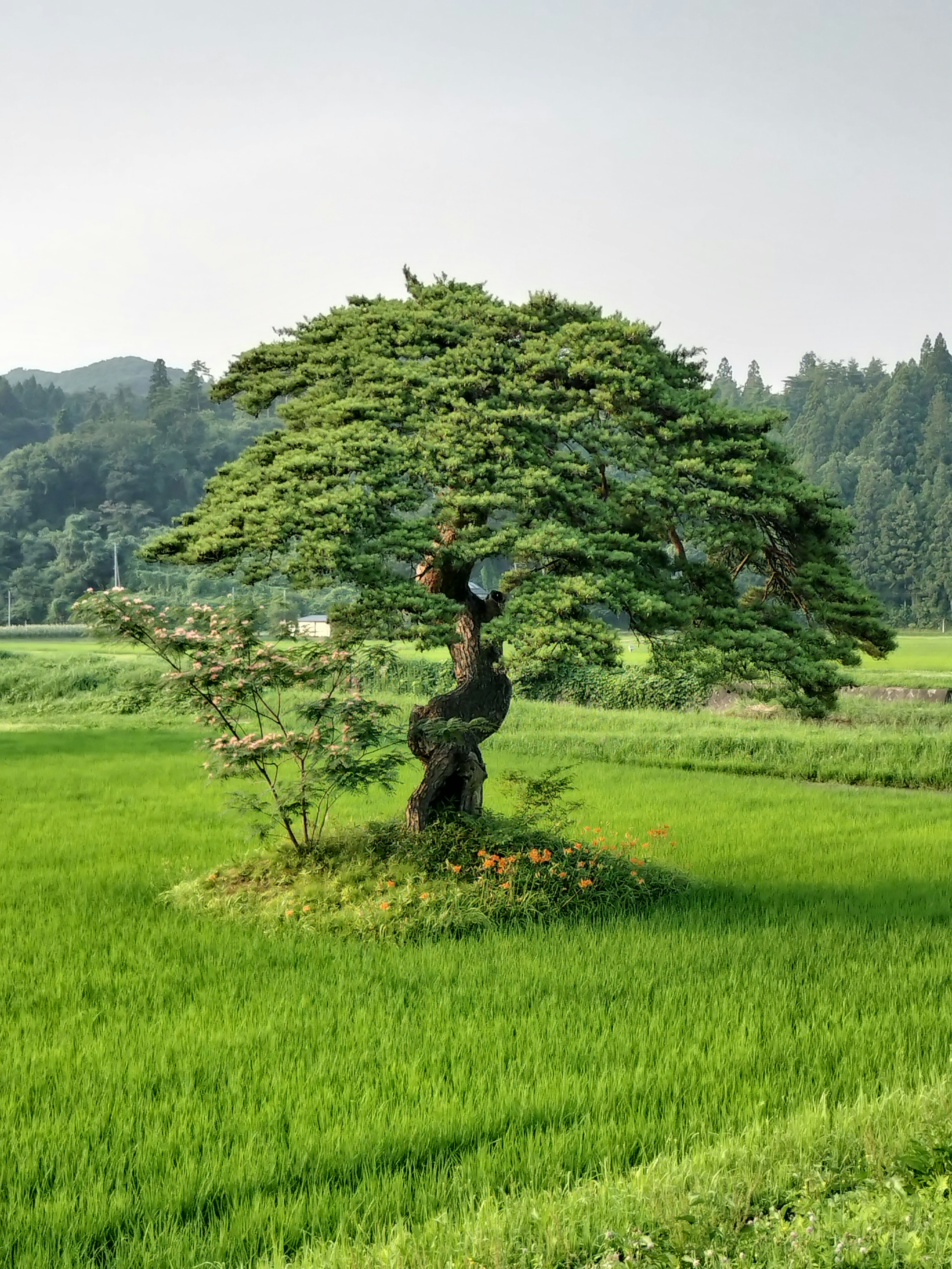 緑豊かな田んぼの中に立つ独特な形の木