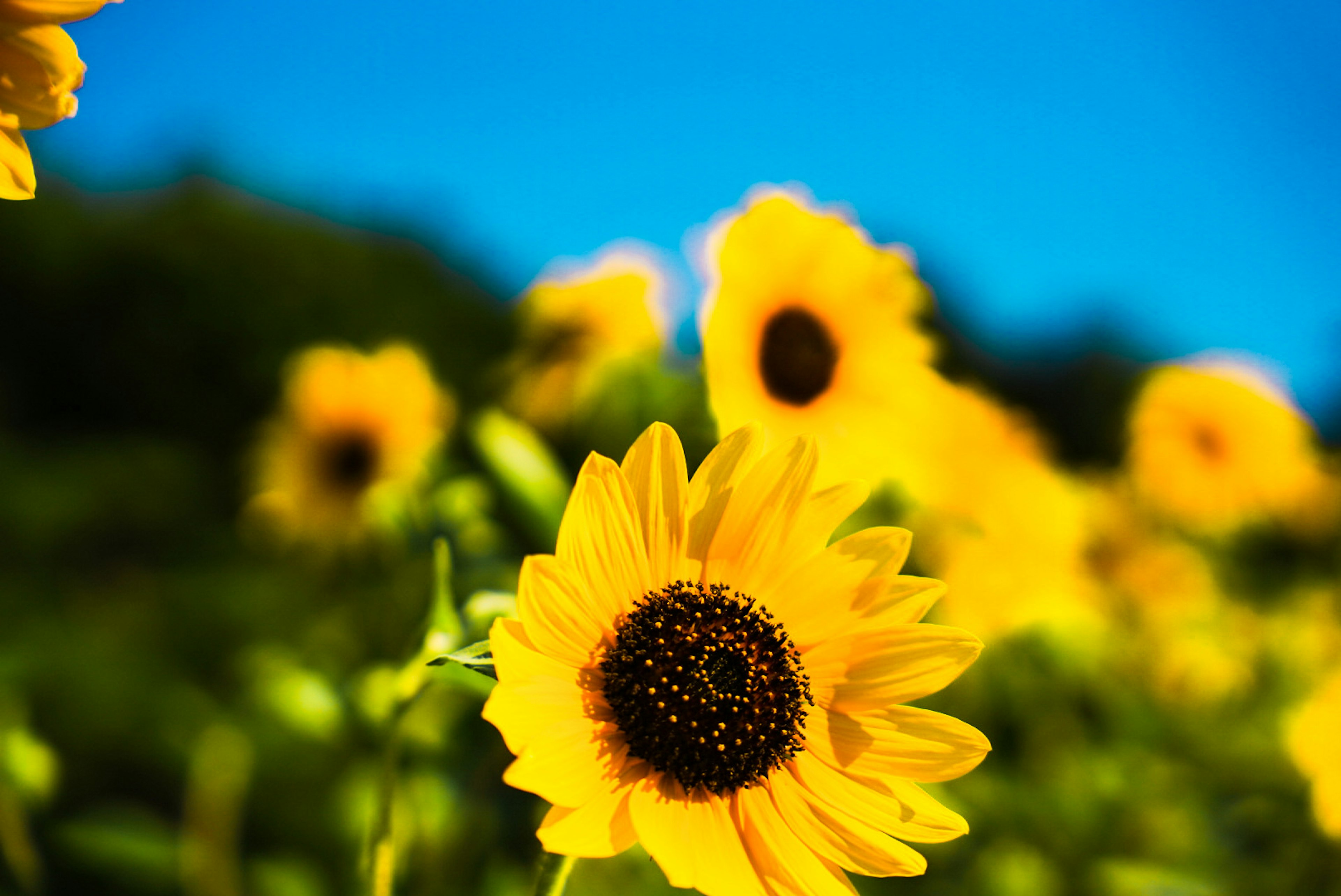 青空の下に咲くひまわりの花々、鮮やかな黄色