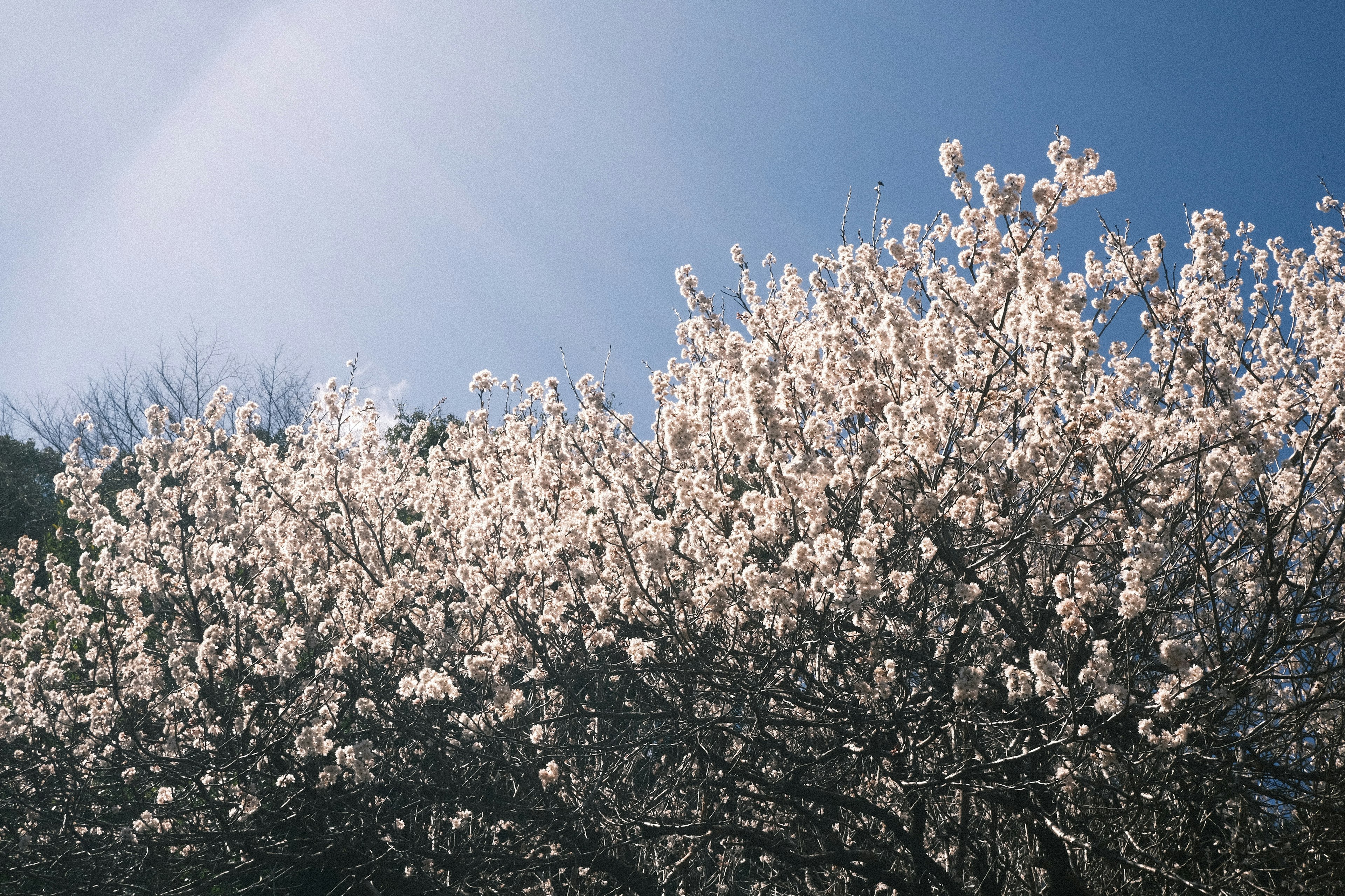 青空の下に咲く白い花の木の花々