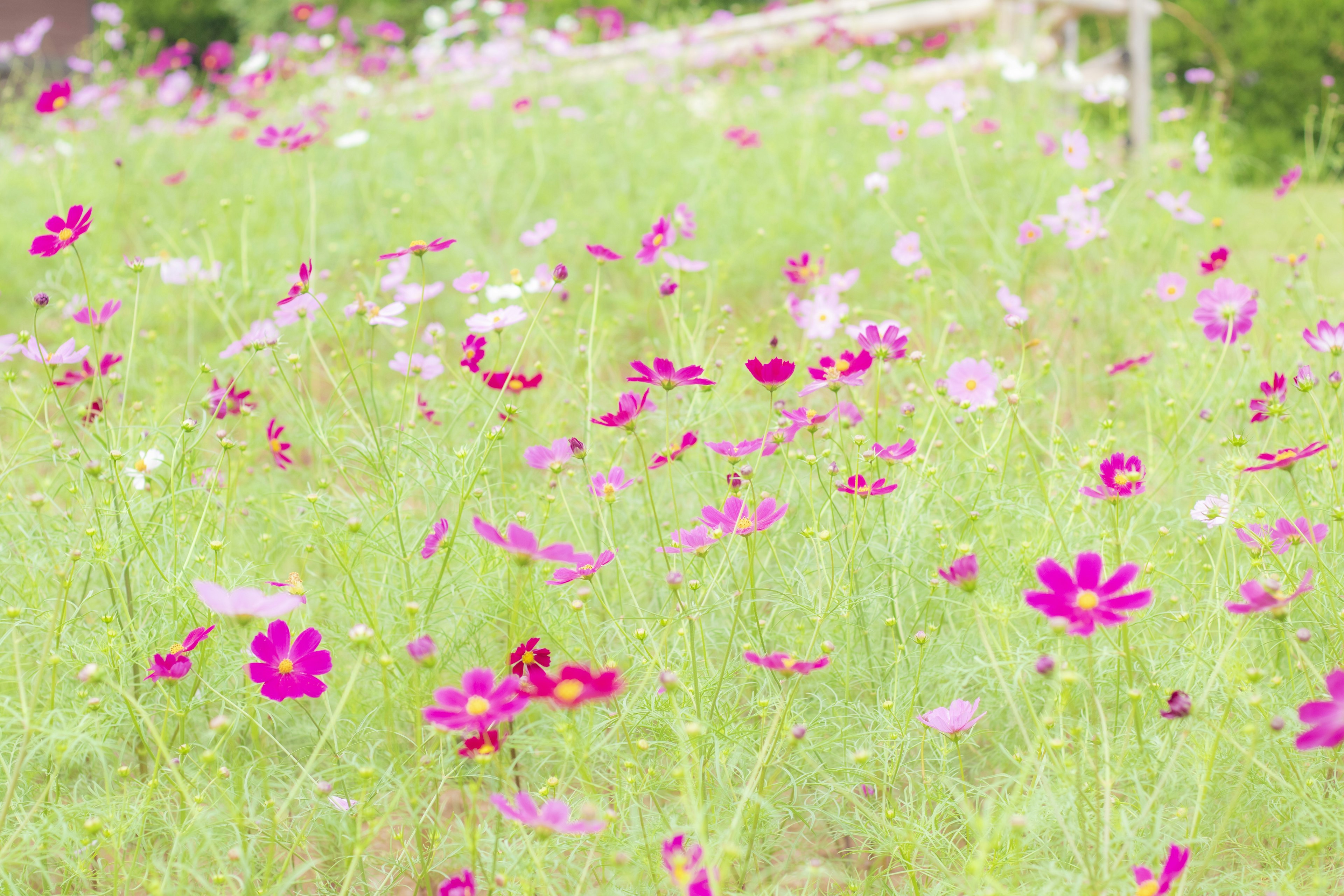 Vibrant field of blooming flowers in various shades