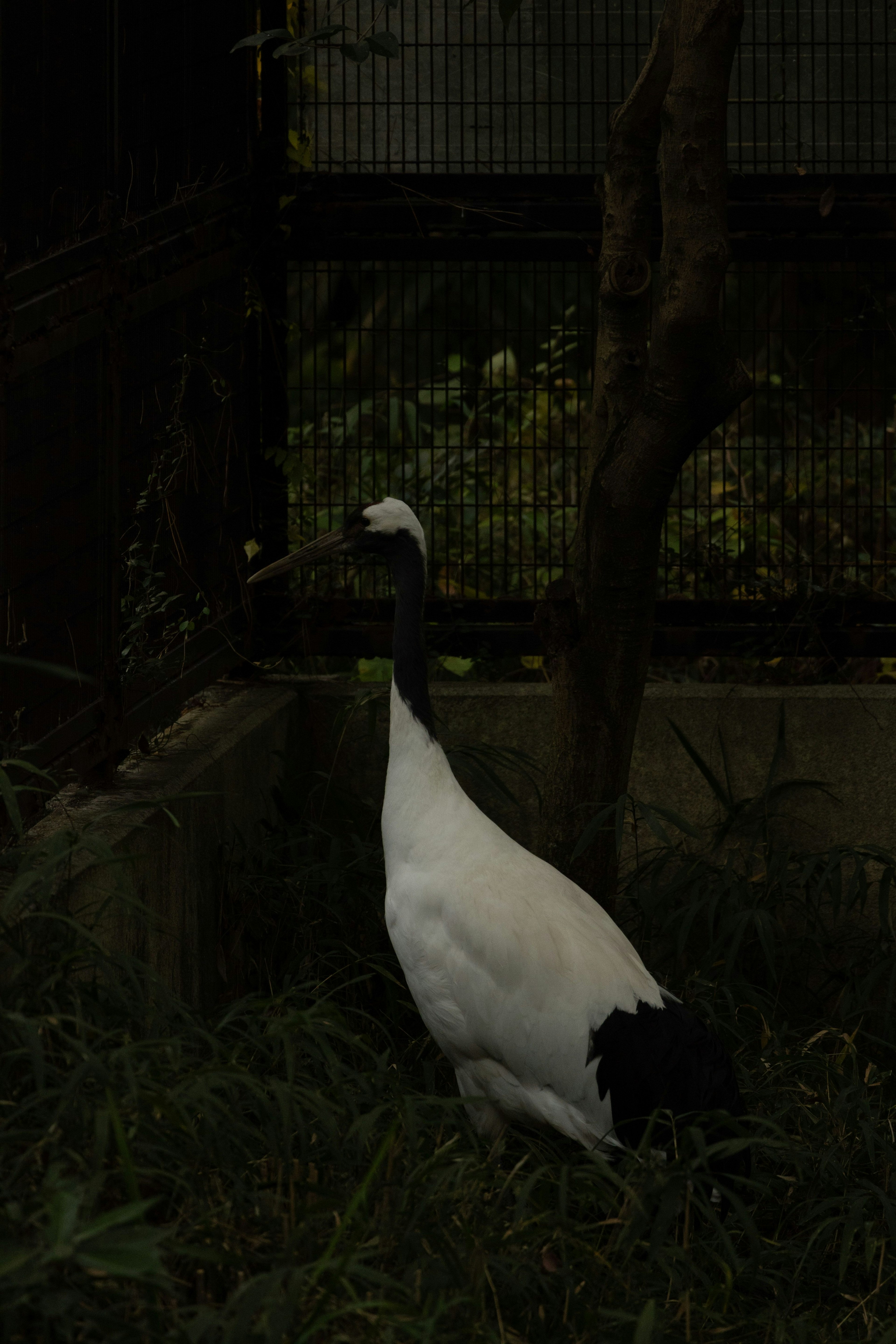 Une grue blanche avec des plumes noires se tenant dans l'herbe