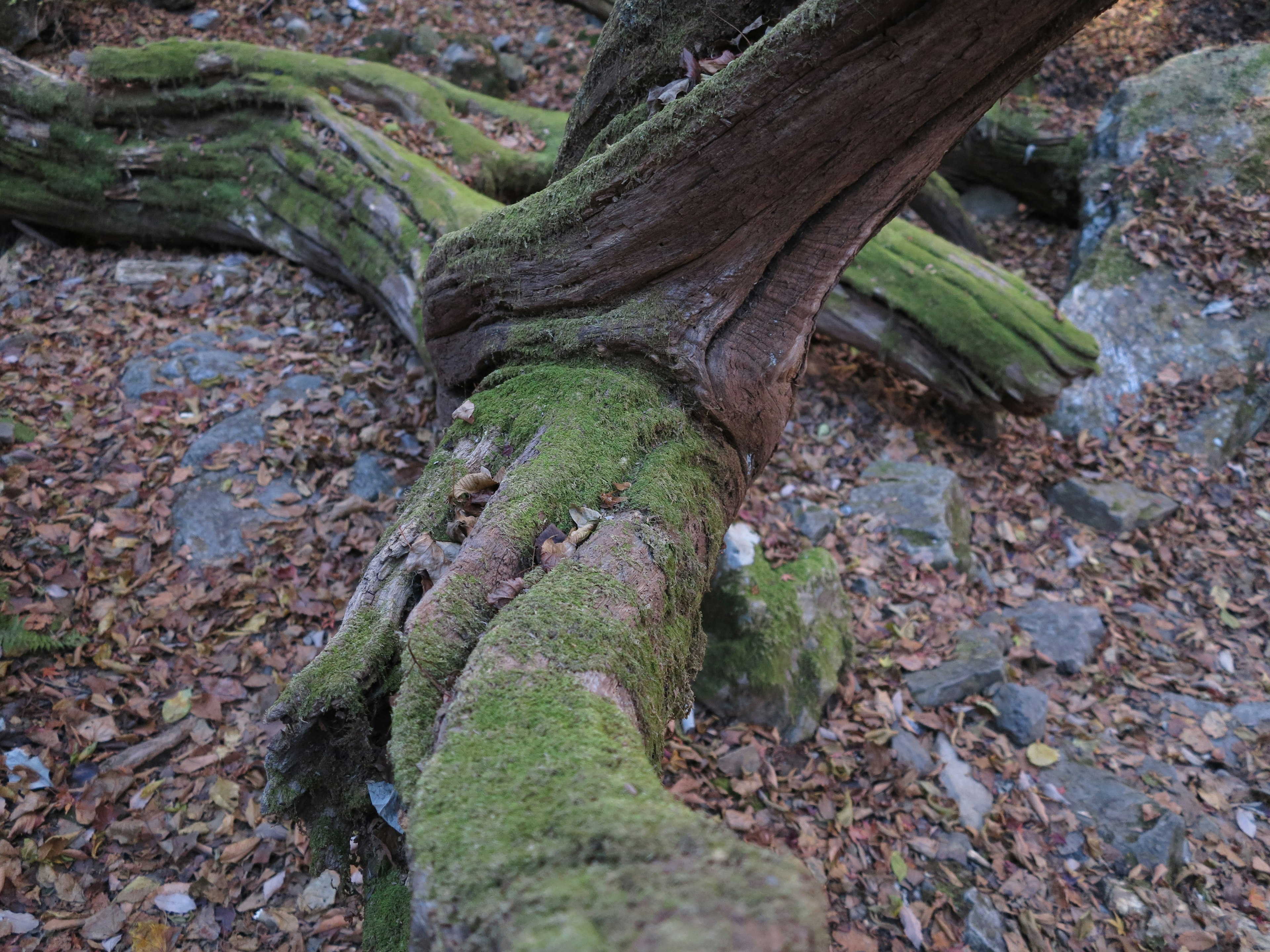 Image de racines d'arbre couvertes de mousse s'étendant sur le sol